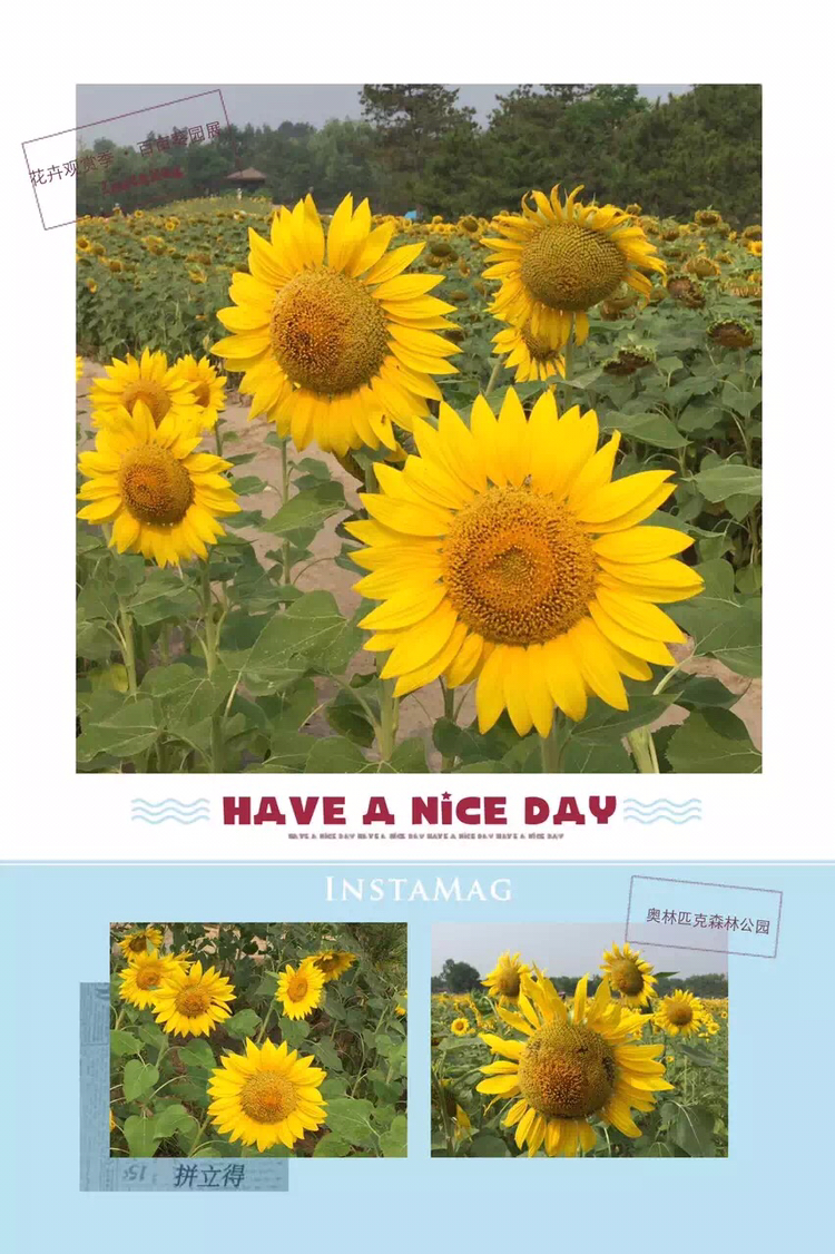 奥林匹克森林公园的向日葵什么时候开 有人去看过吗 怎么样 马蜂窝