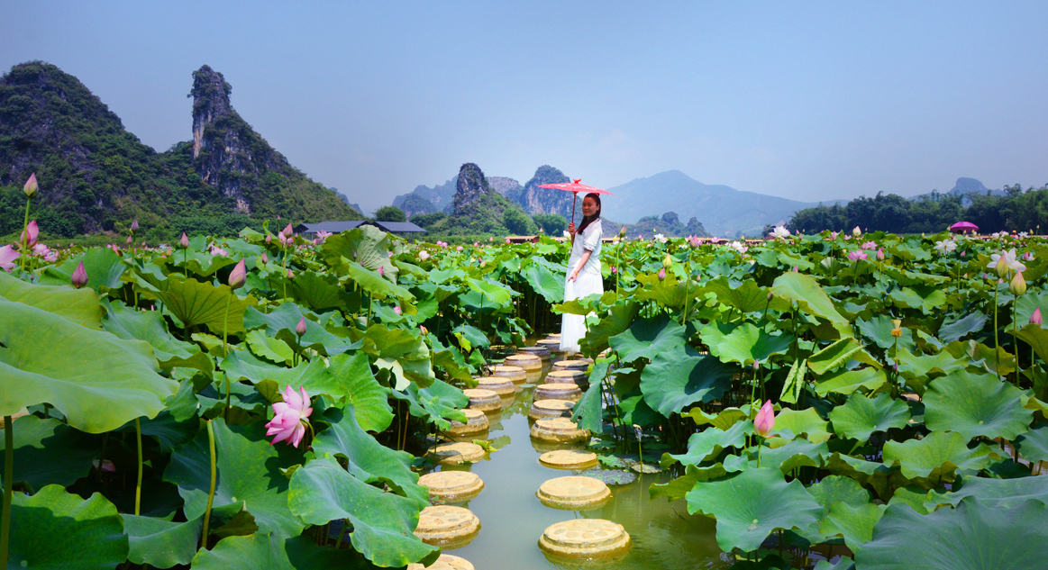 "峰林水乡·荷你香约"英西峰林九龙小镇的荷花开了,英德自助游攻略