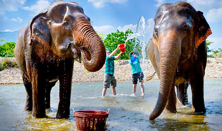 在这里,可以带小朋友来喂小象,帮它们洗澡,和小象嬉戏玩水,非常的有趣