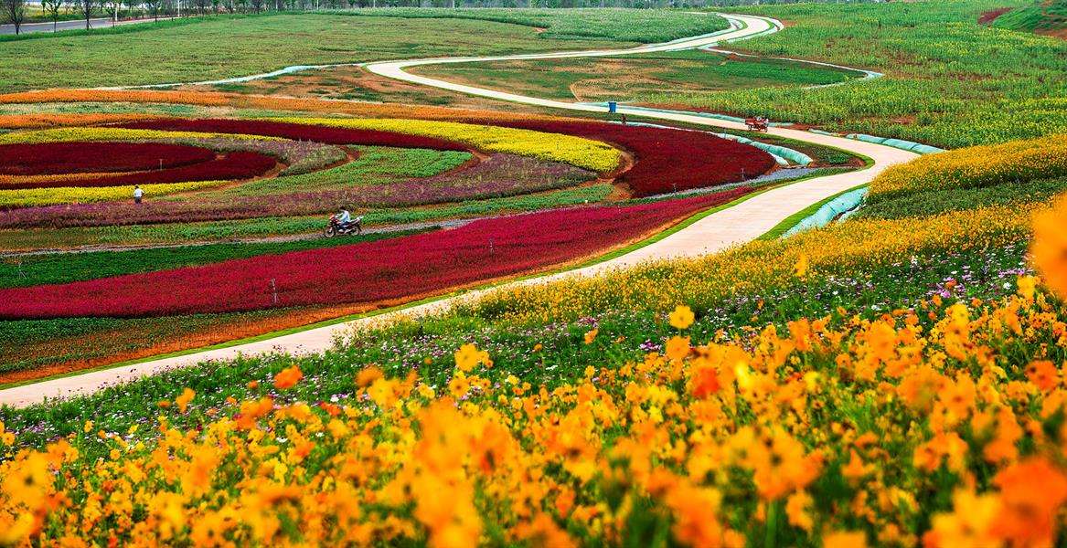 岳阳洋沙湖五彩花田渔窑小镇一日游看千年古镇赏五彩花田