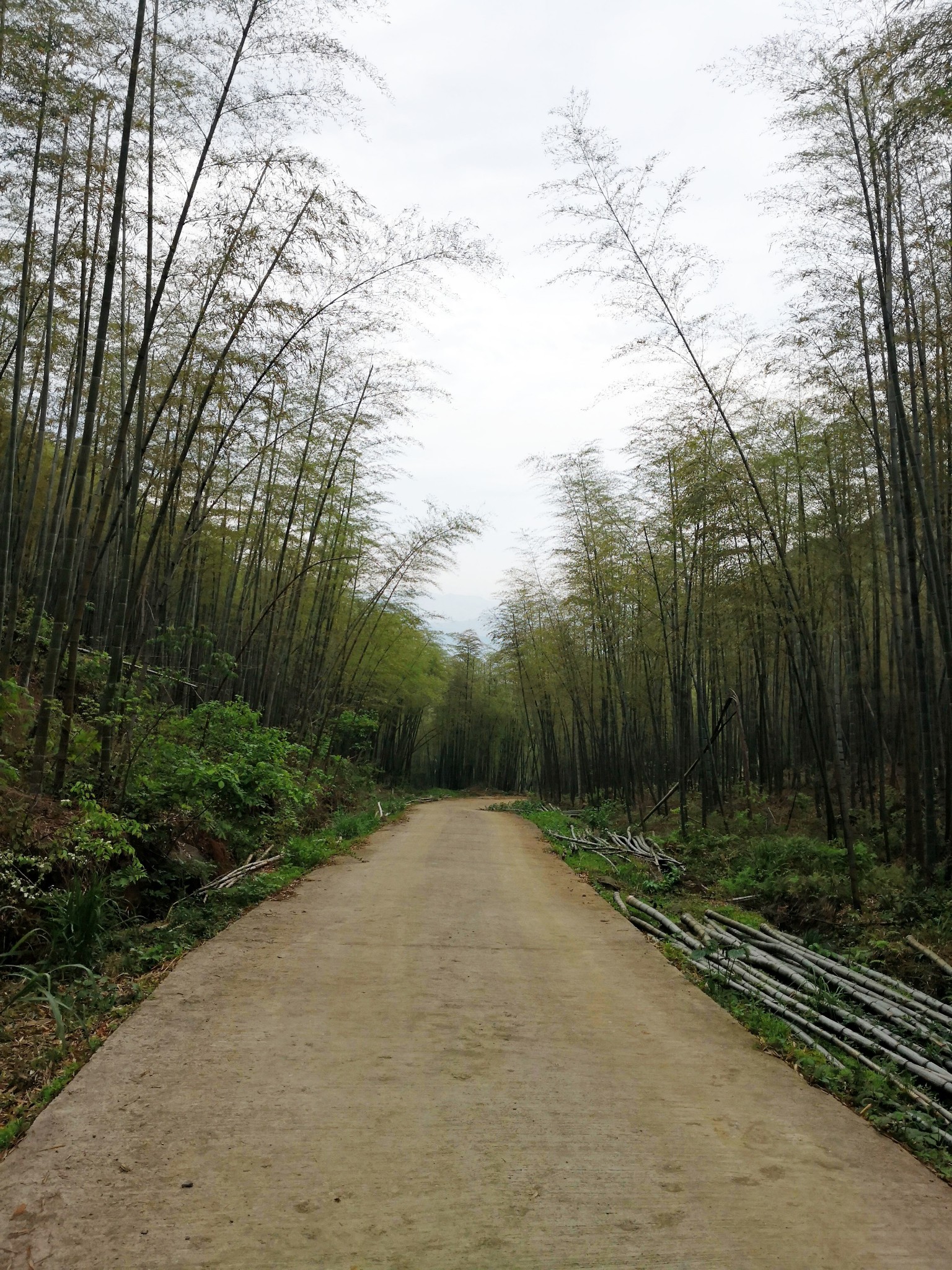 餘杭旅遊攻略—再登鸕鳥山 賞千畝杜鵑 (2020年4月21日),稻城自助遊