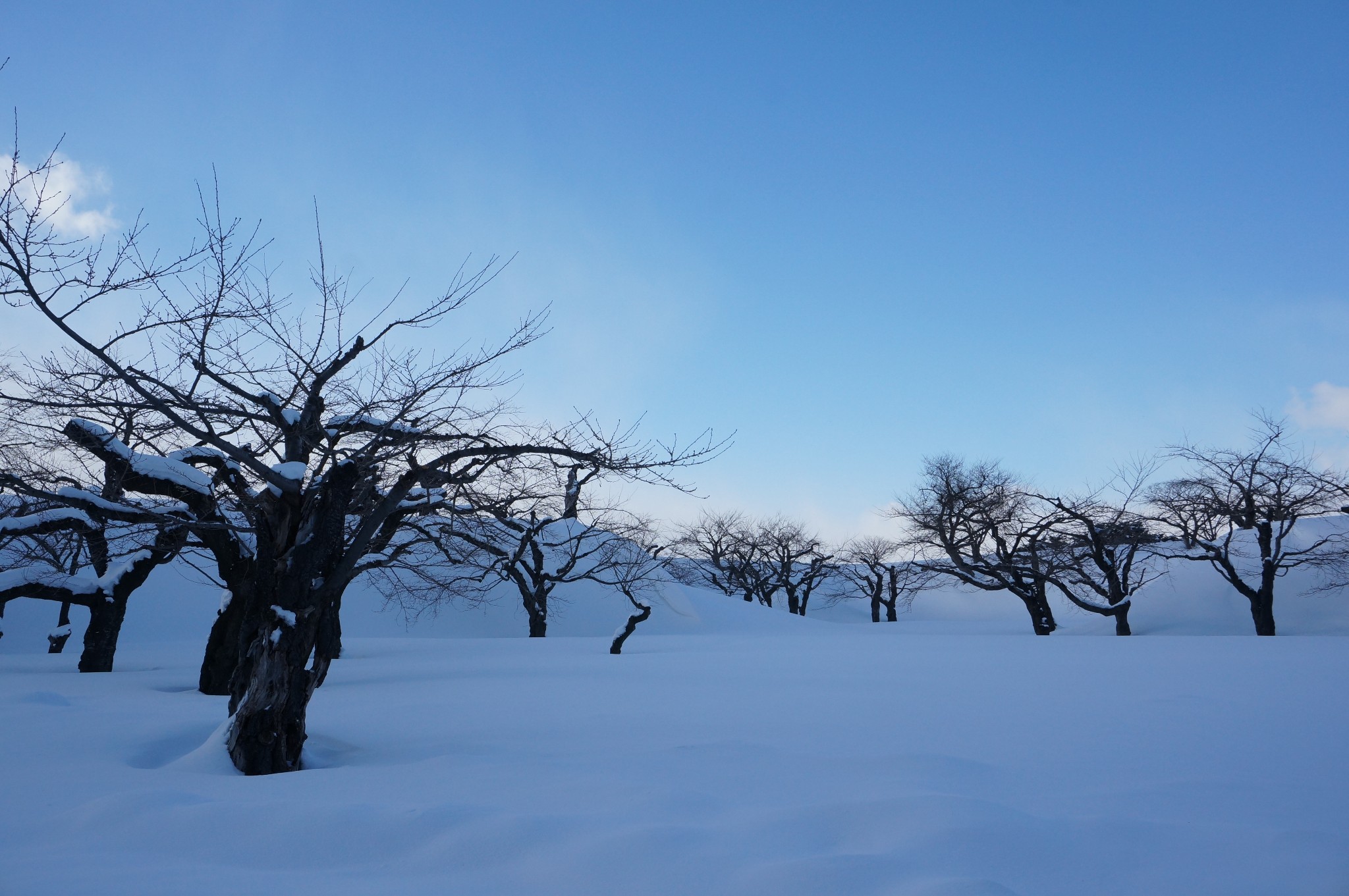 北海道自助遊攻略