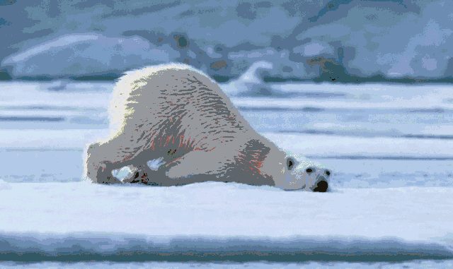 北极熊趴着走gif图片