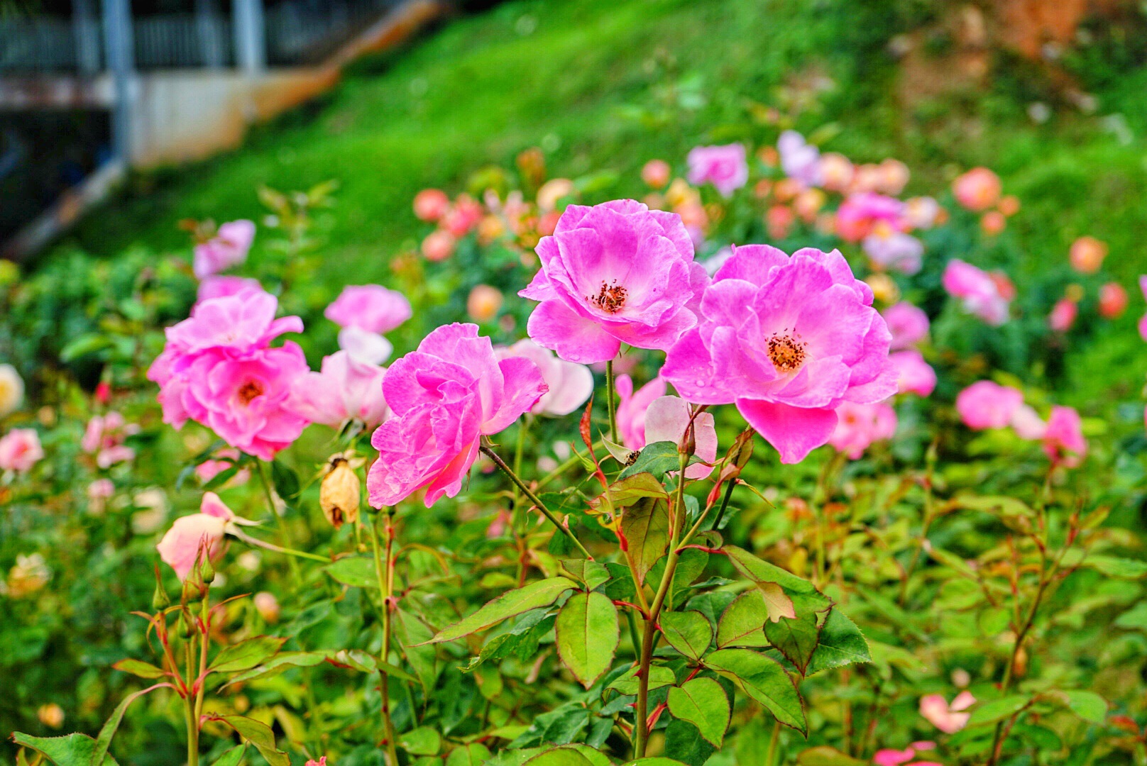 玫瑰花园攻略 玫瑰花园门票 地址 玫瑰花园景点攻略 马蜂窝