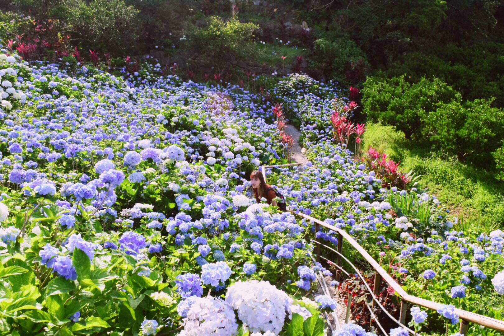 Hydrangea Garden Yohena繡球花攻略,Hydrangea Garden Yohena繡球花