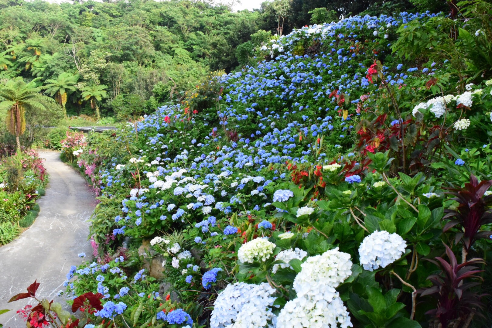 Hydrangea Garden Yohena繡球花攻略,Hydrangea Garden Yohena繡球花