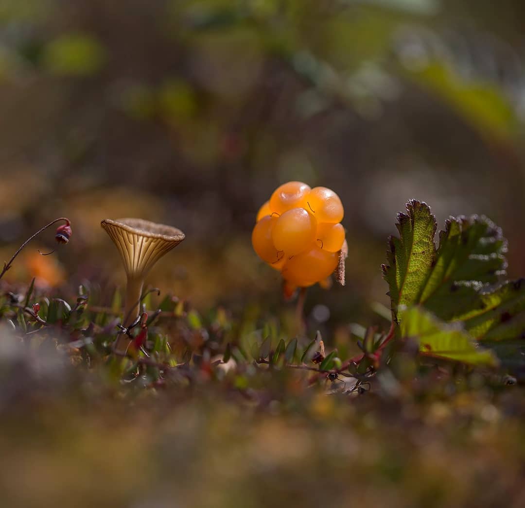 芬兰浆果实用攻略