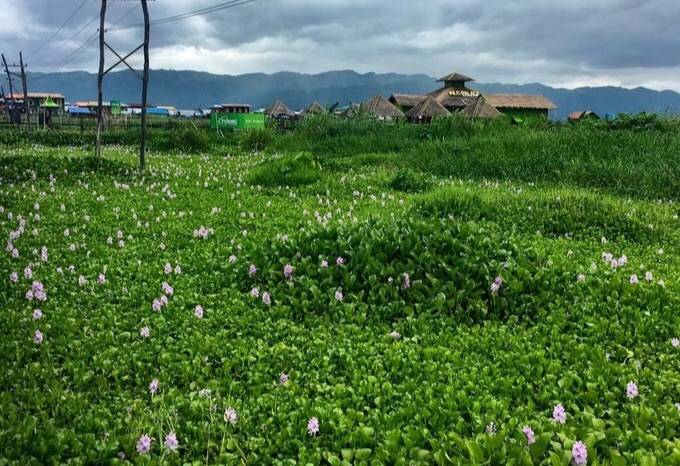 掸邦美食-Live Dim Sum House