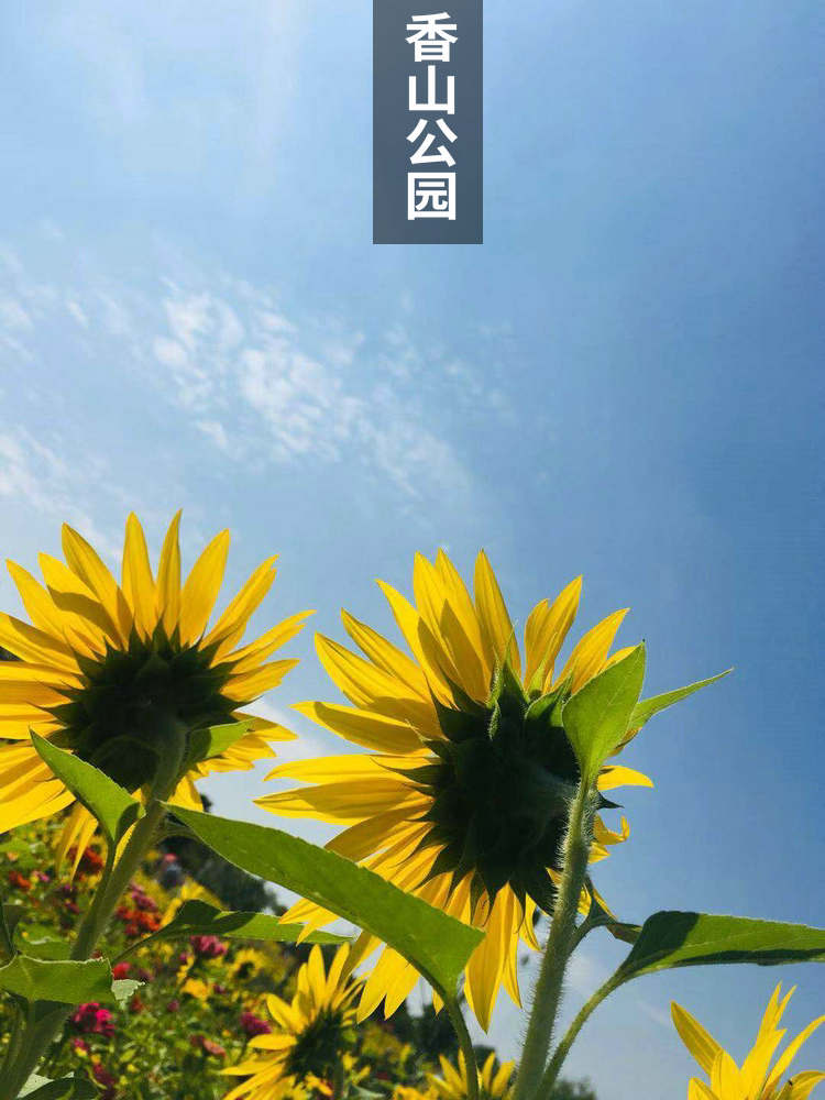 厦门香山公园向日葵图片