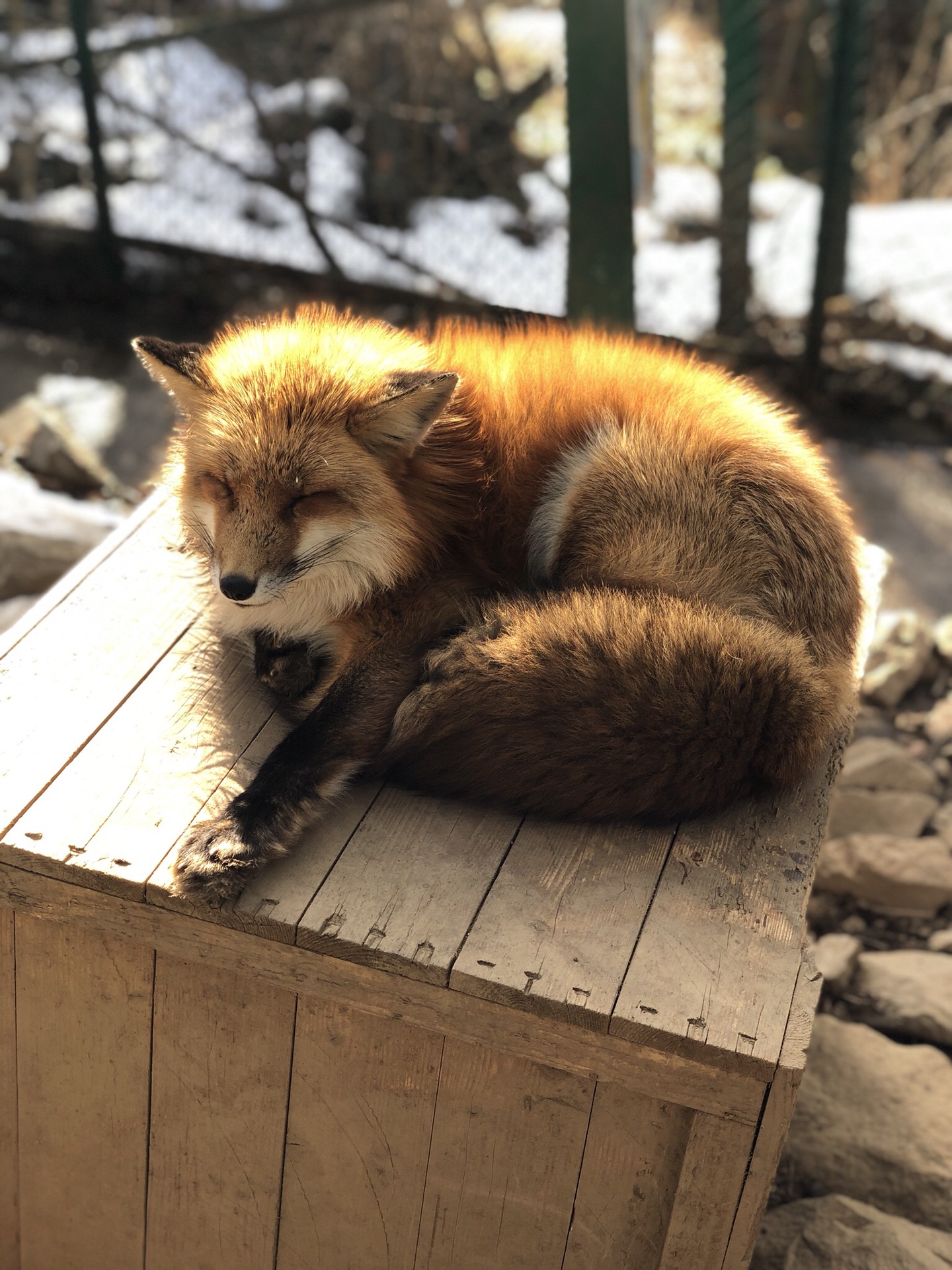 浪一浪的走遍日本系列#毛茸茸的狐狸村吸狐狸游_游记