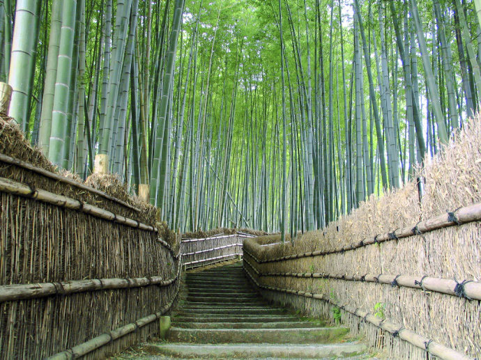 醉樱花·京都岚山樱花隧道一日游(哲学之道 岚山 嵯峨野竹林 岚电樱花