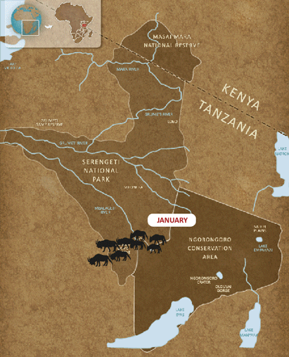 非洲角马大迁徙路线图片