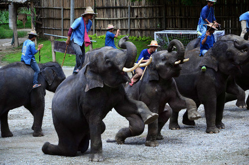 动物时间, 参加以下活动:--骑大象; --观看大象表演; --观看猴子表演