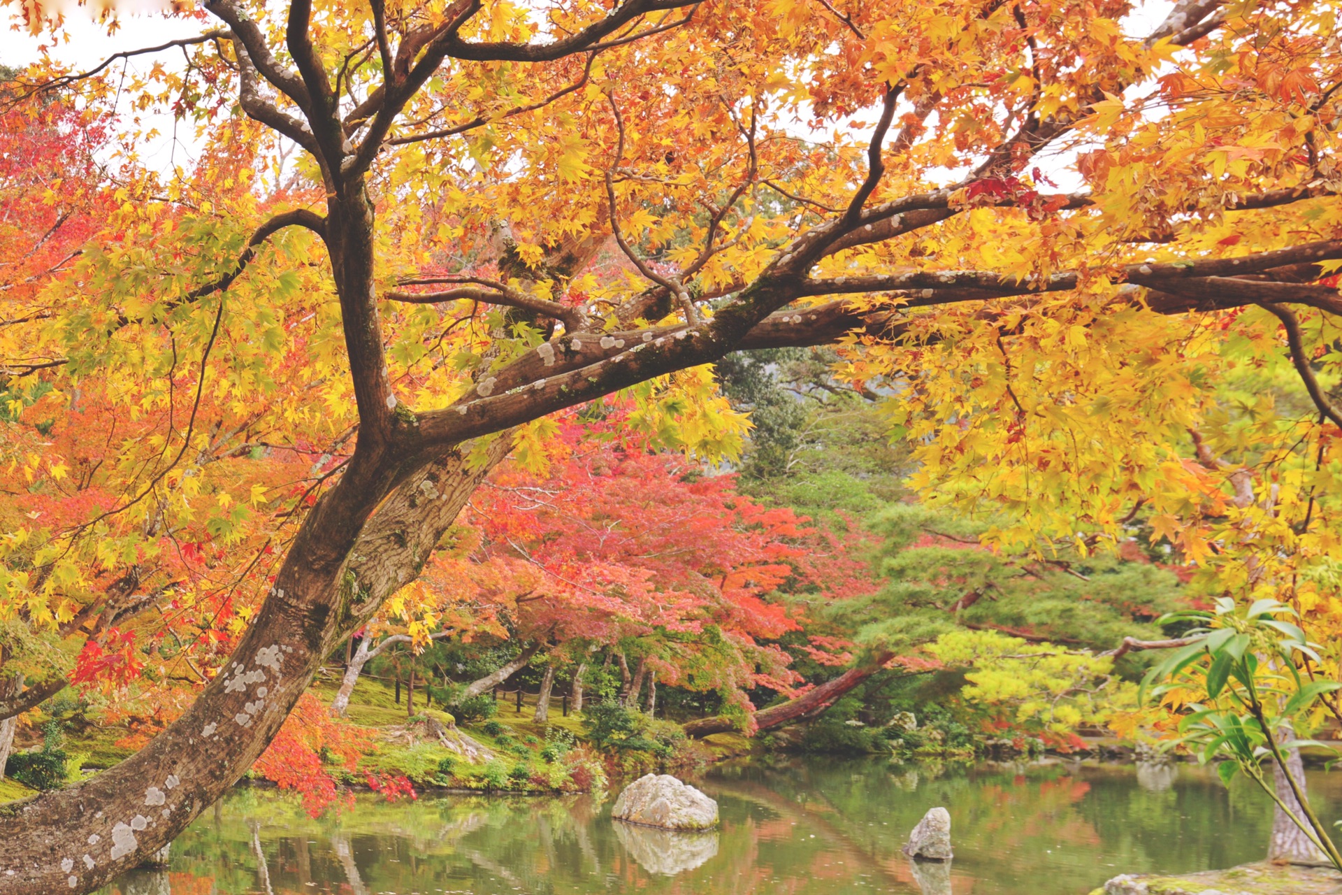 京都自助遊攻略