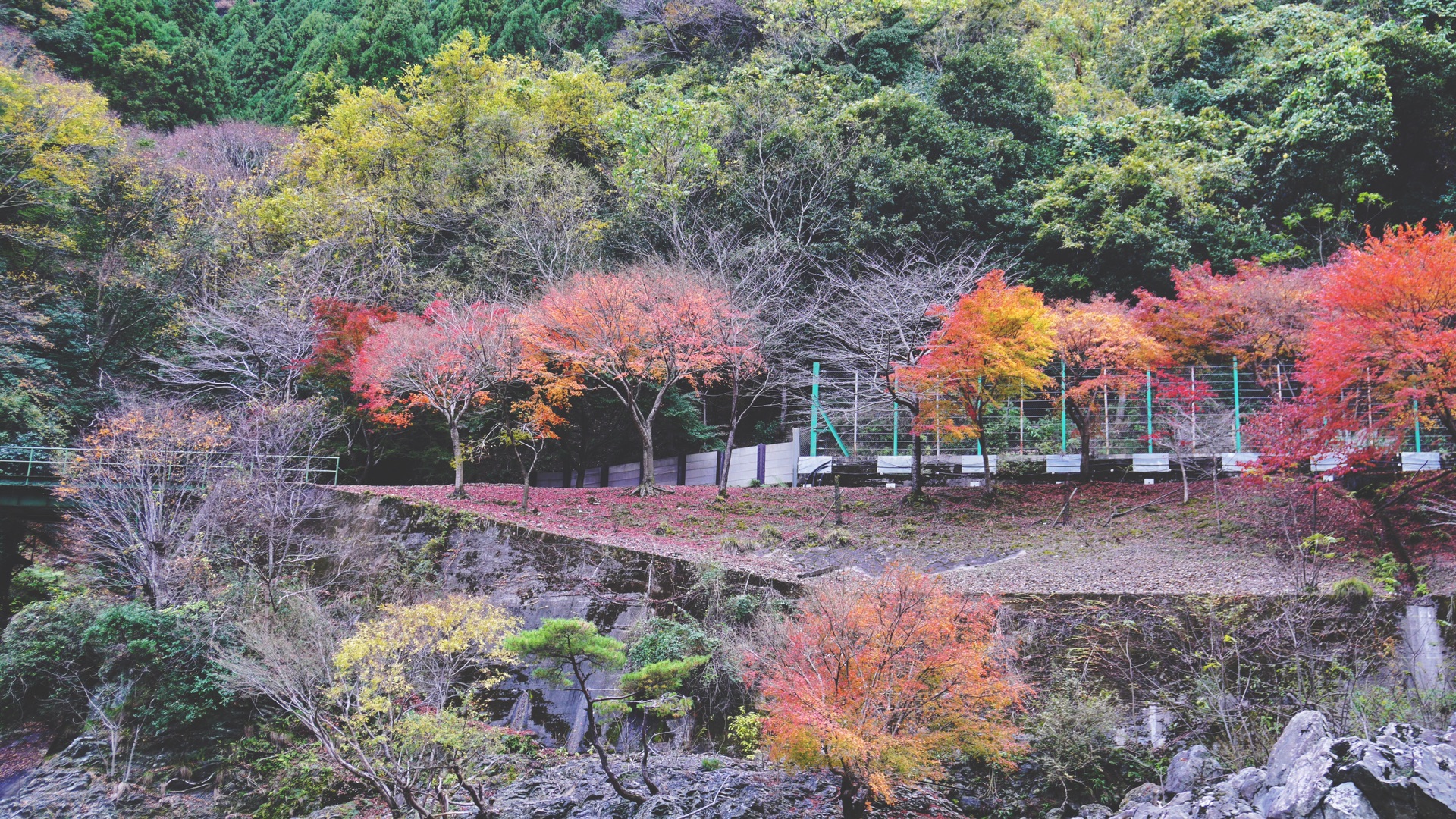 京都自助遊攻略