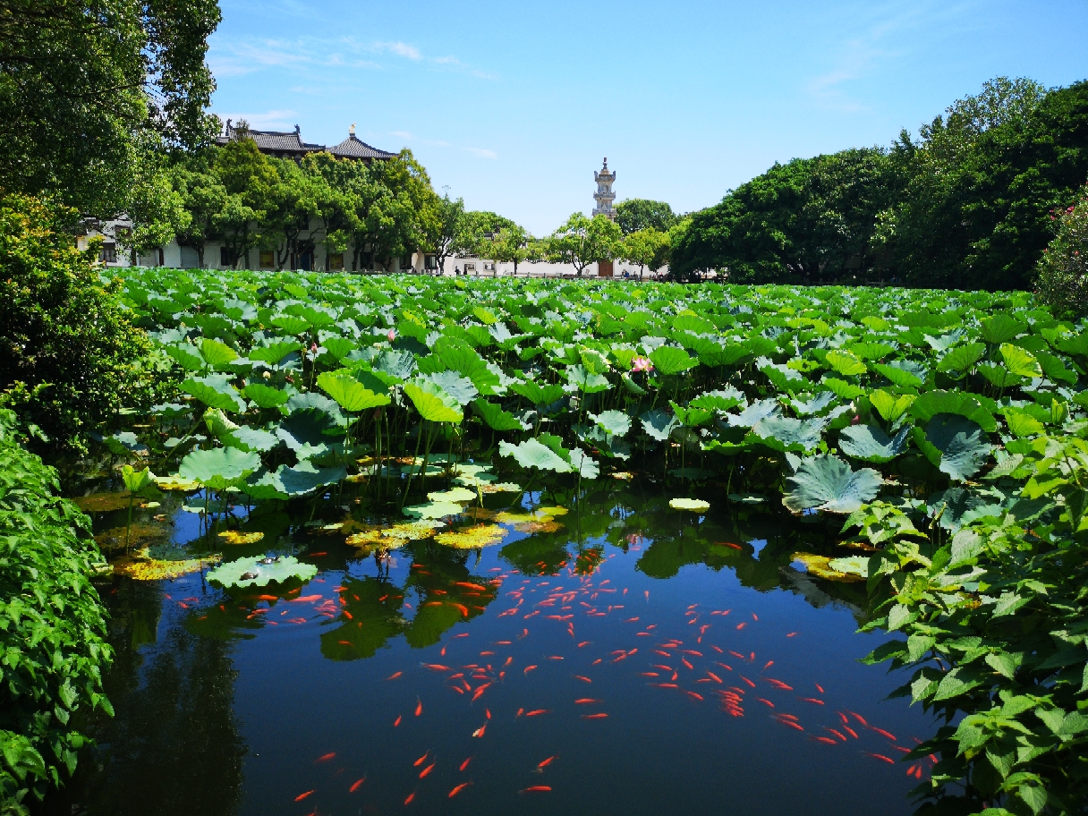 普陀山自助遊攻略