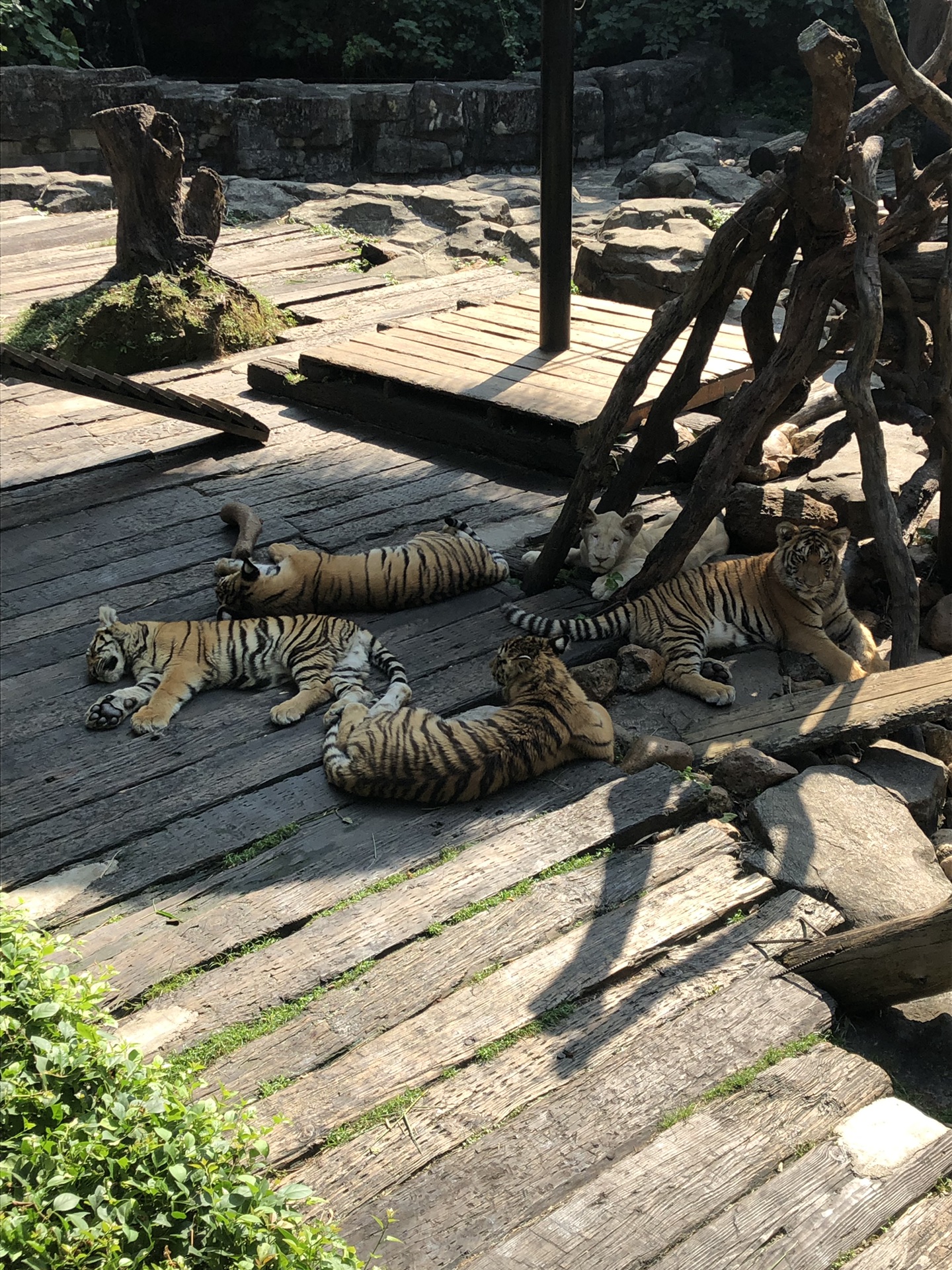 来一场动物王国的双隆记,珠海旅游攻略 - 马蜂窝