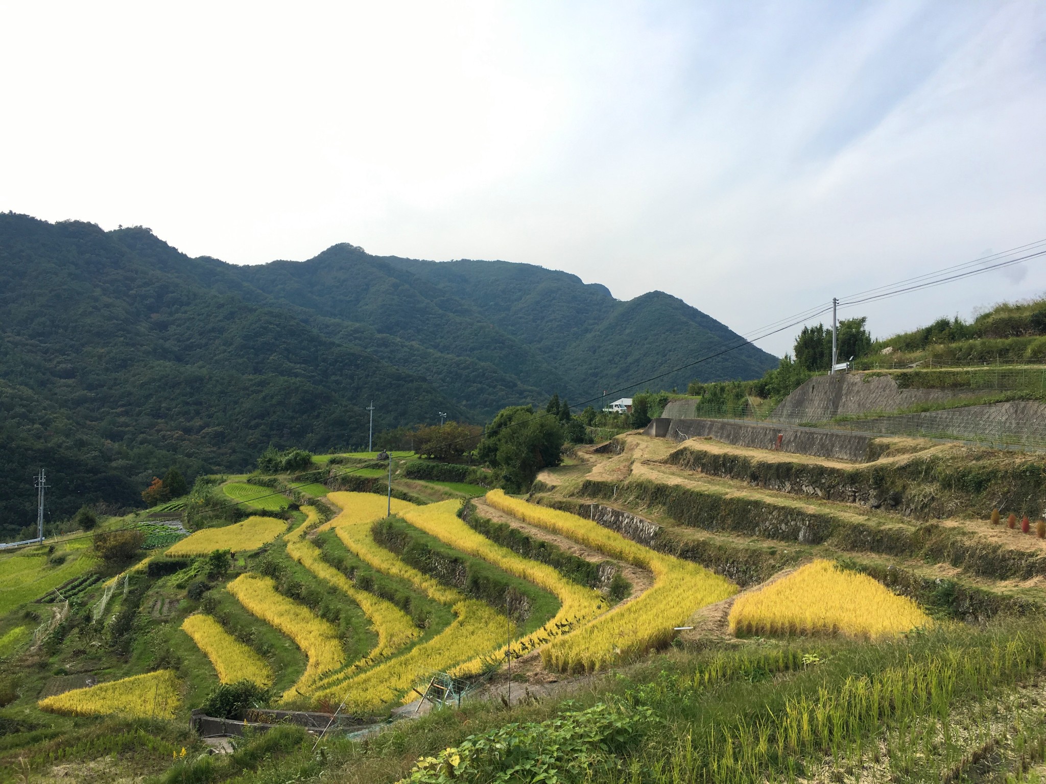 中山千枚田攻略 中山千枚田门票 地址 中山千枚田景点攻略 马蜂窝