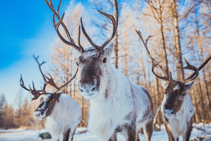 私家定制团来自北纬53度的问候漠河经典3日游越野车穿越黑龙江上观冬