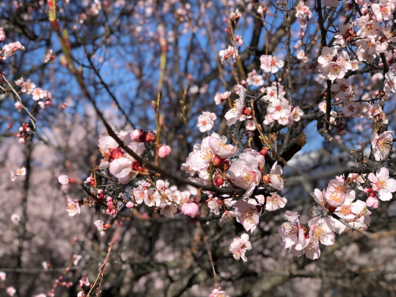 林芝自助遊攻略