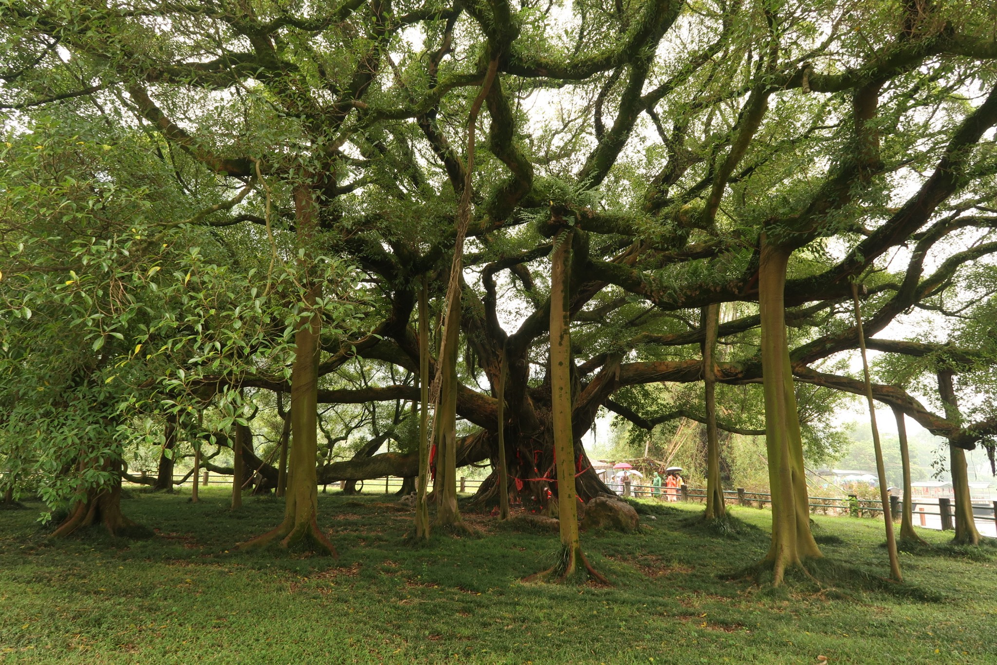 寻找20元之旅6日桂林龙脊阳朔