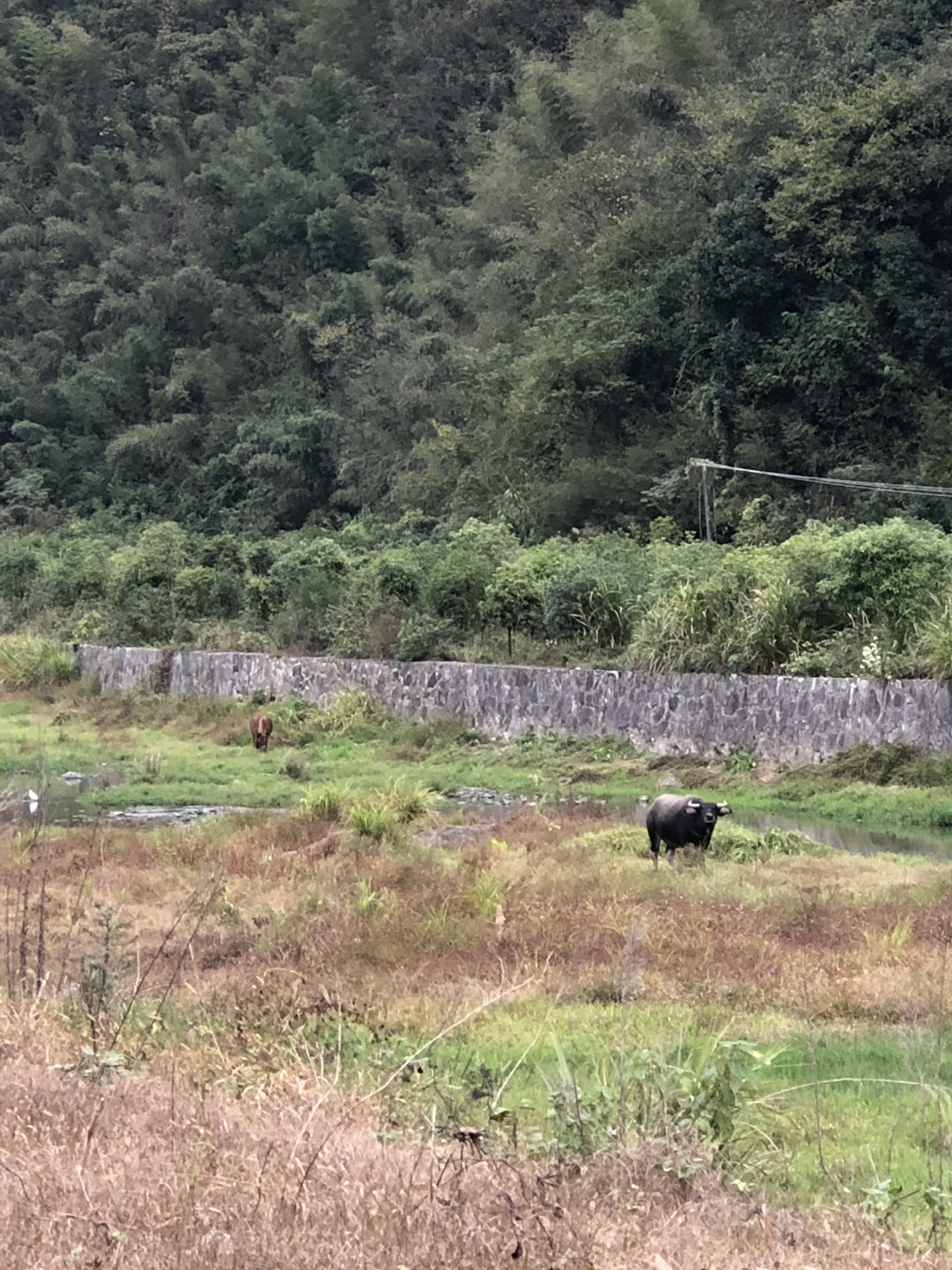 黃山自助遊攻略