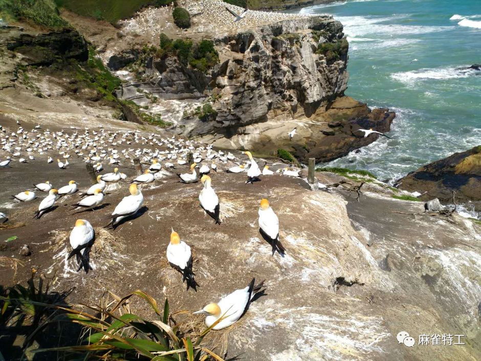 奥克兰 | 被《国家地理》评为世界30大美景之一的鸟岛