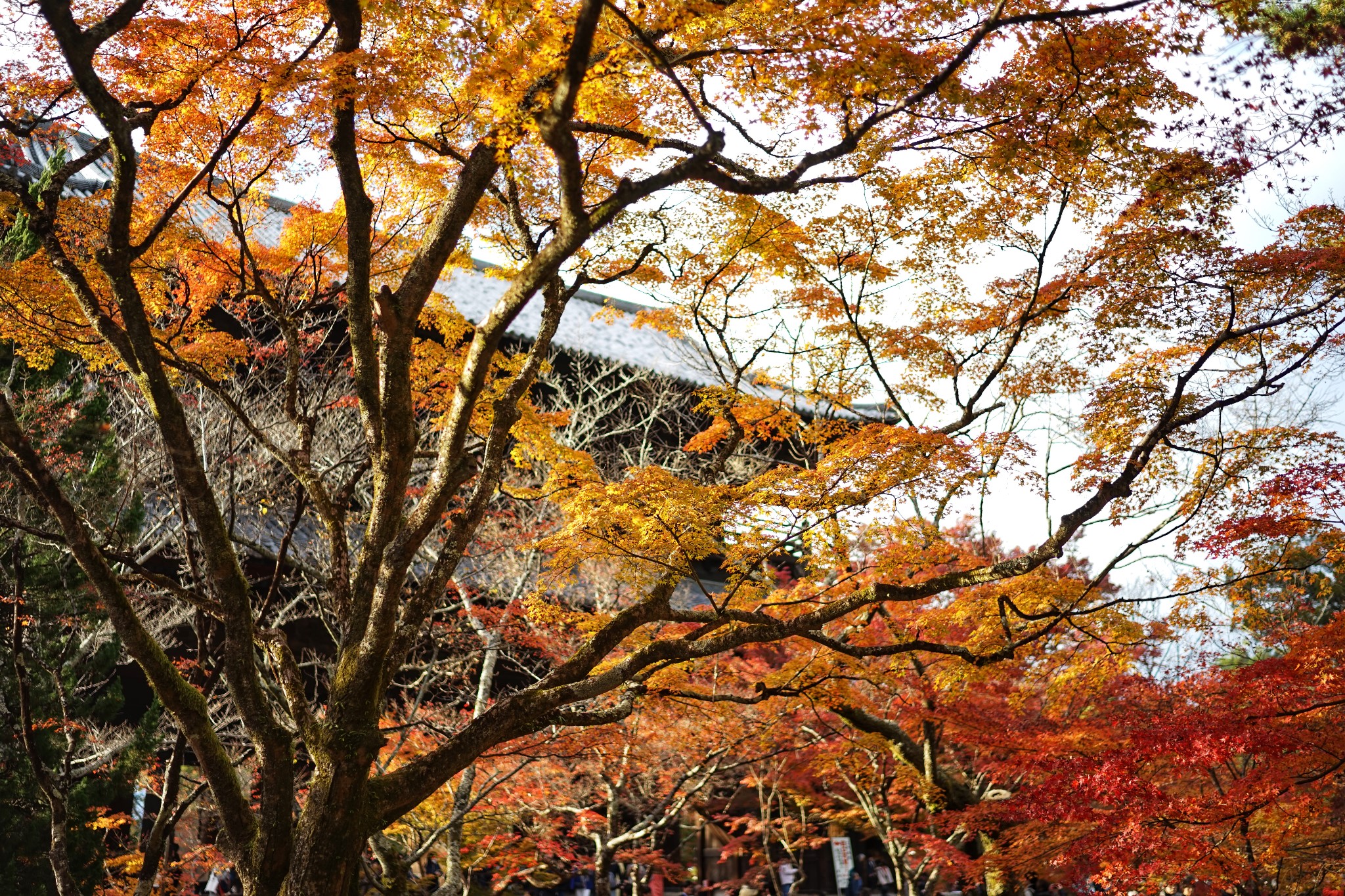 京都自助遊攻略