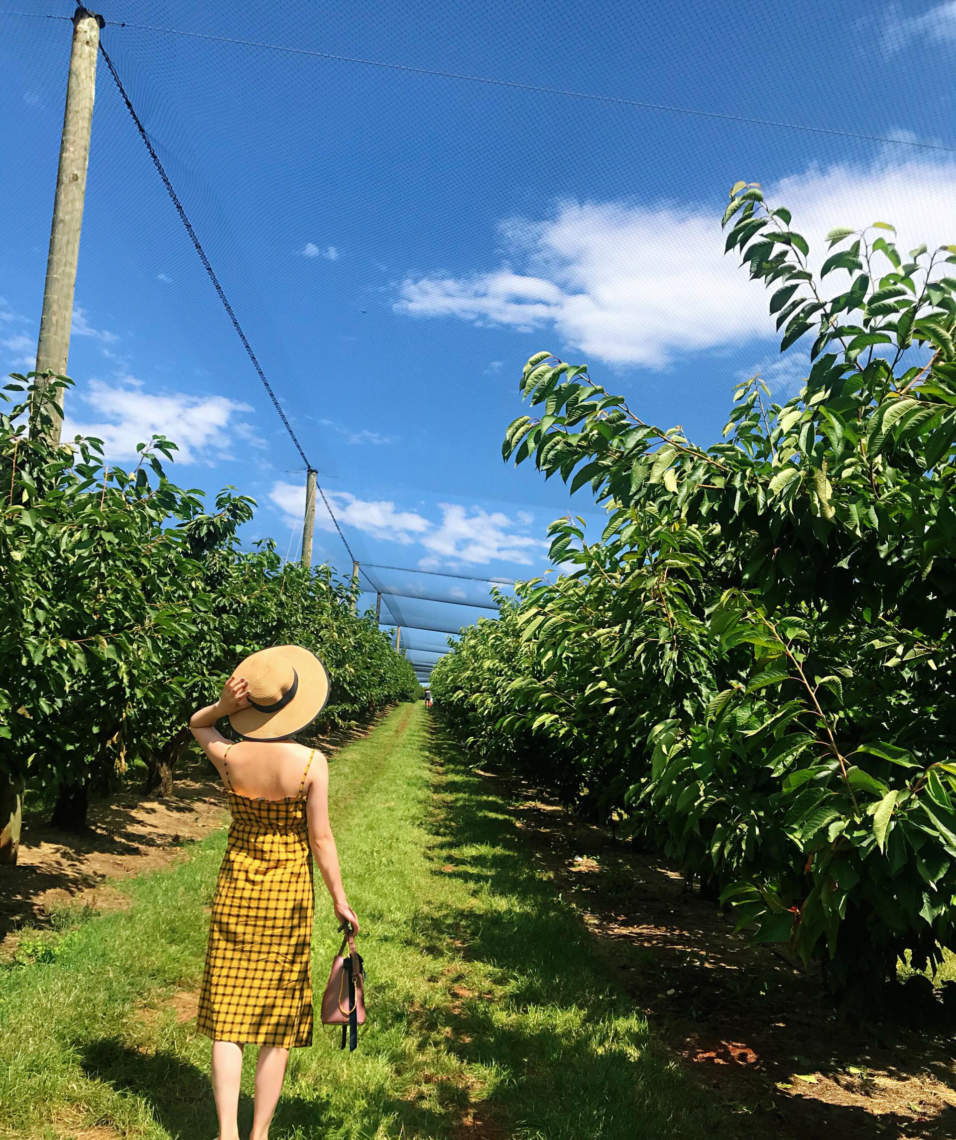 墨尔本娱乐-Cherryhill Orchards