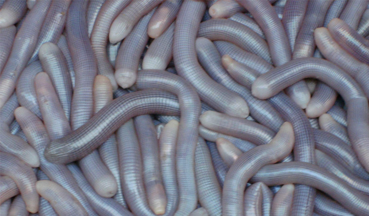 面包蟹没有看着大块头,其实没什么肉的,中看不中吃(ㄒoㄒ)  龙虾价格