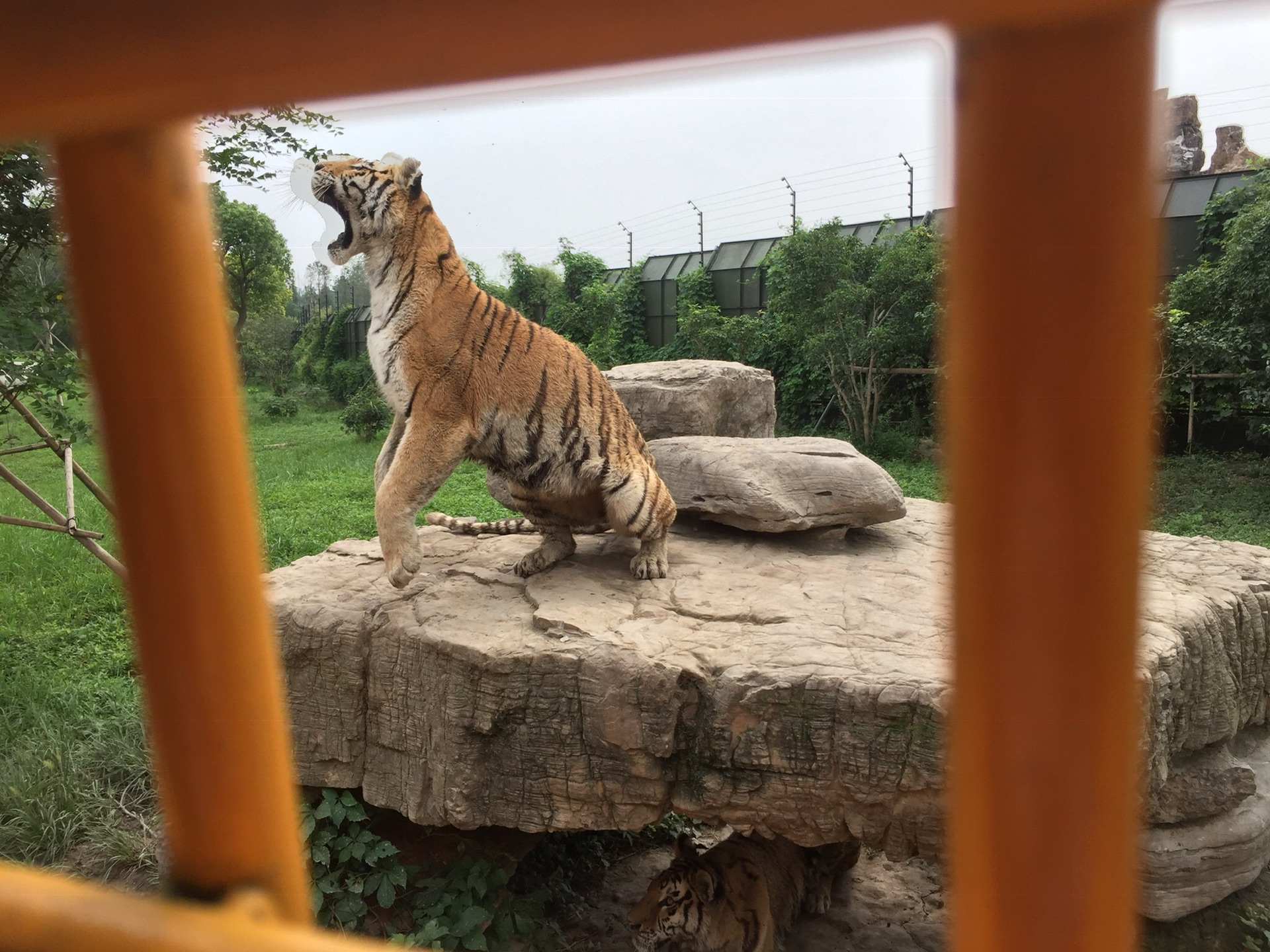 23上海野生動物園,上海自助遊攻略 - 馬蜂窩