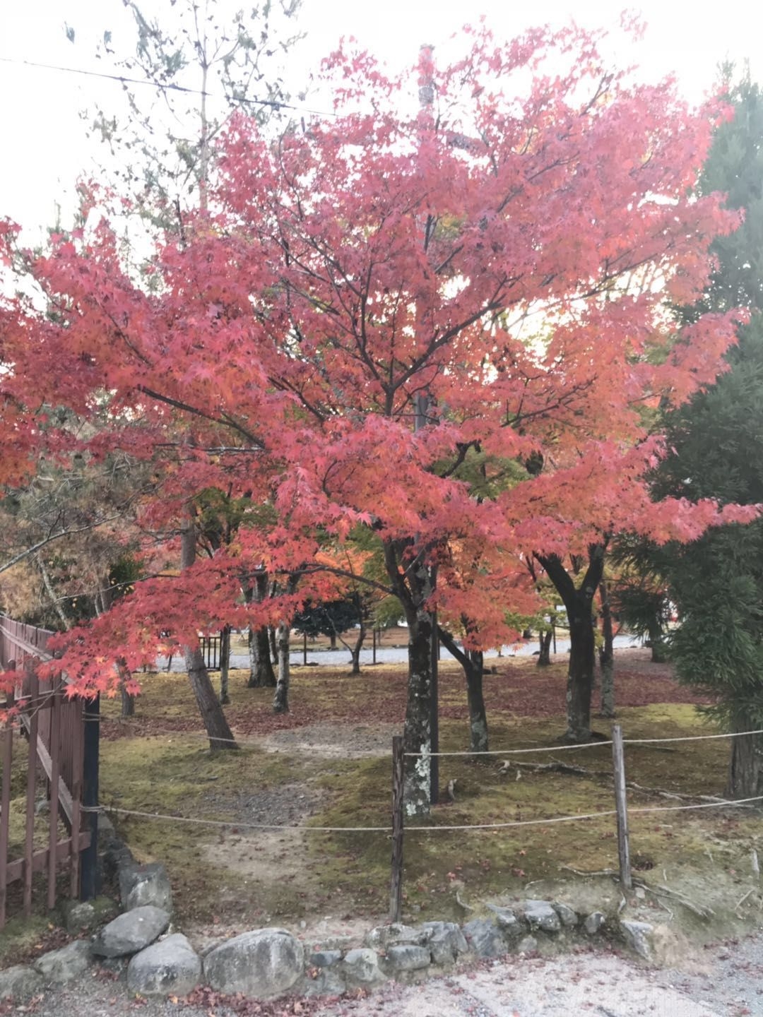 日本自助遊攻略