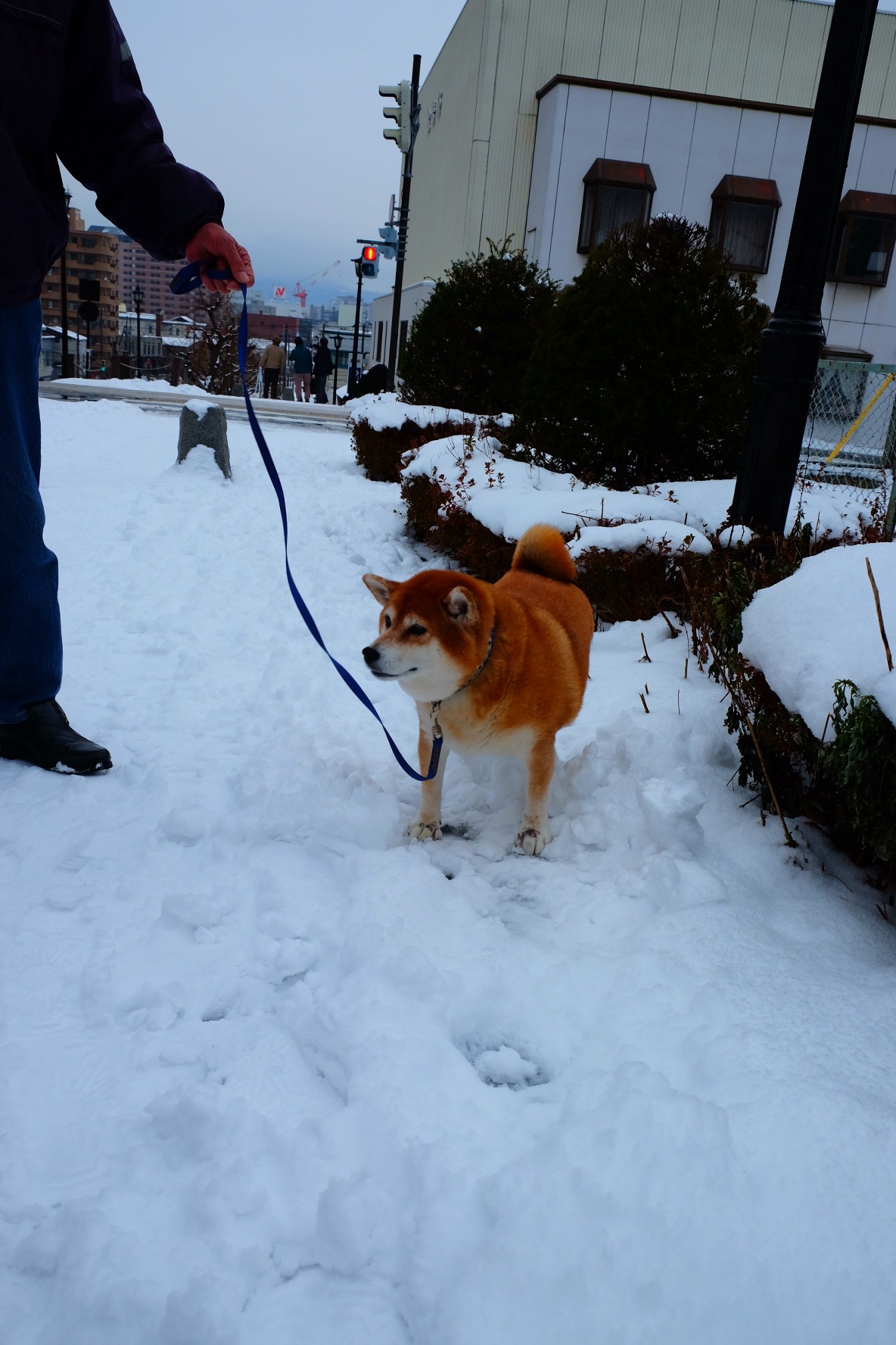 北海道自助遊攻略