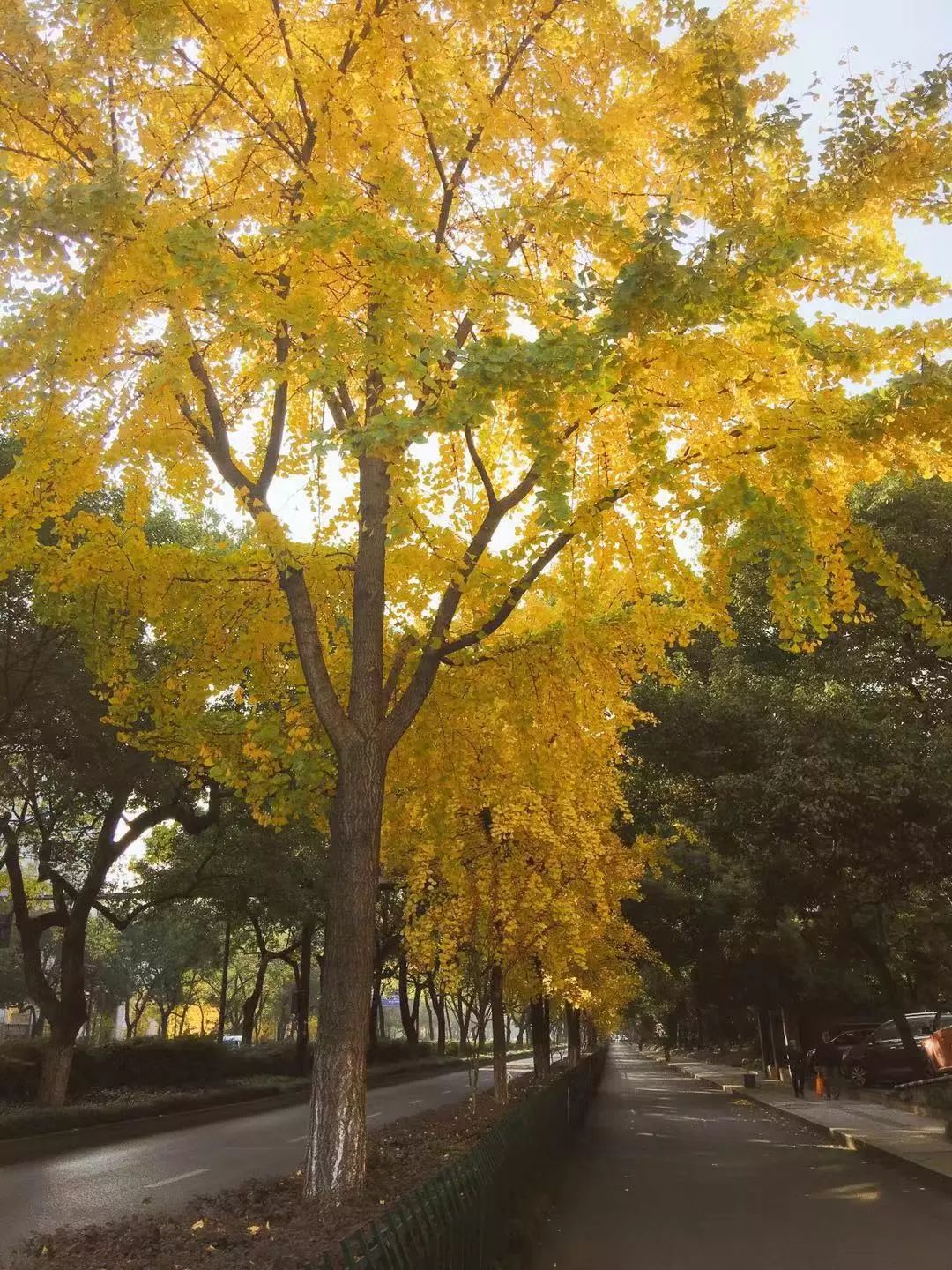 杭州人走出家门马路边的12万棵行道树就是超美的深秋