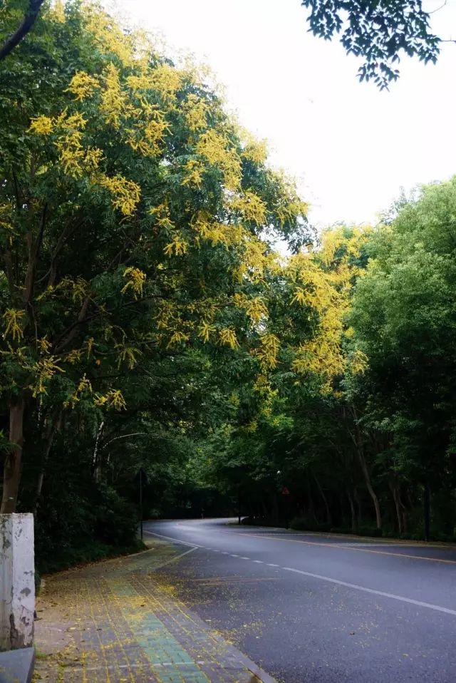 杭州人走出家门马路边的12万棵行道树就是超美的深秋