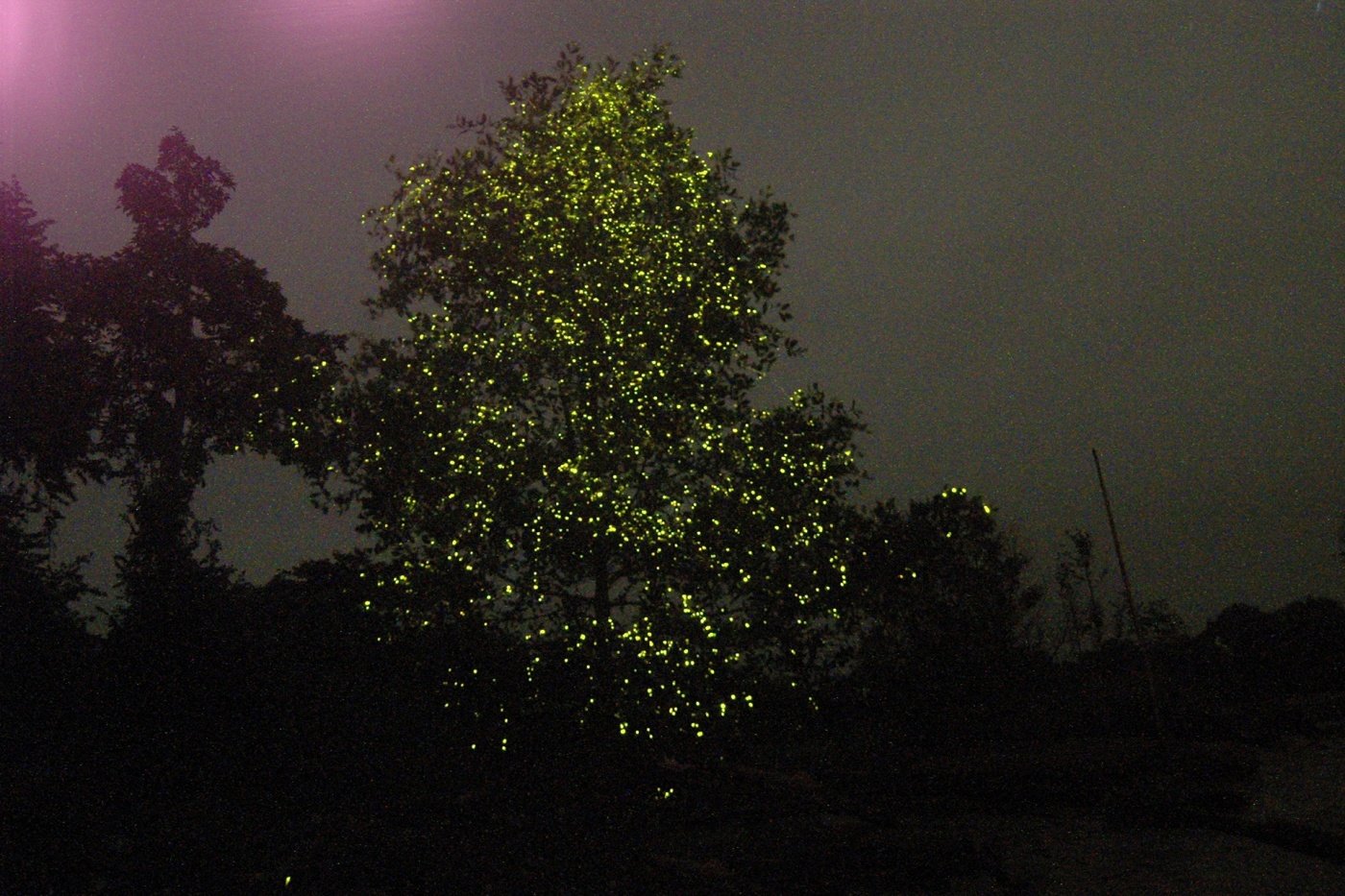 鲍鱼,螃蟹,歌舞表演下午茶的红树林,该红树林一直保持原始环境,萤火虫