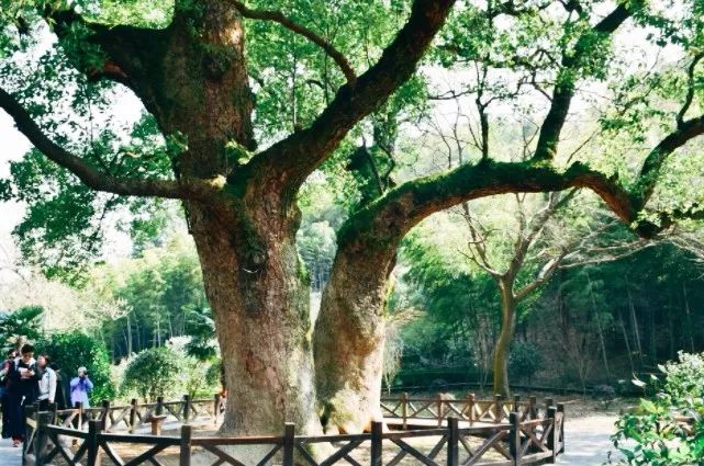 慈溪这座灵气小城,找回了家常年味