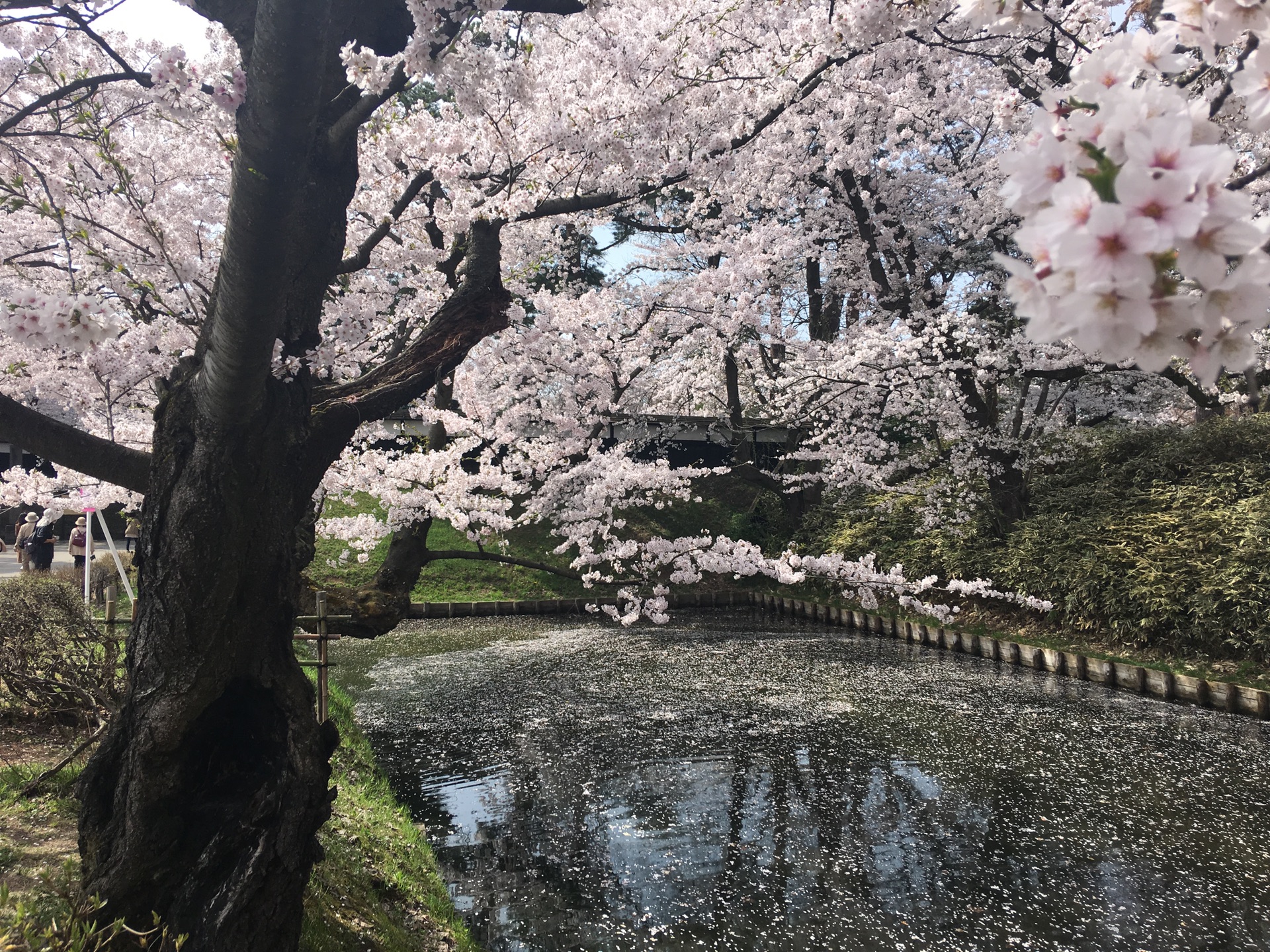 青森縣自助遊攻略