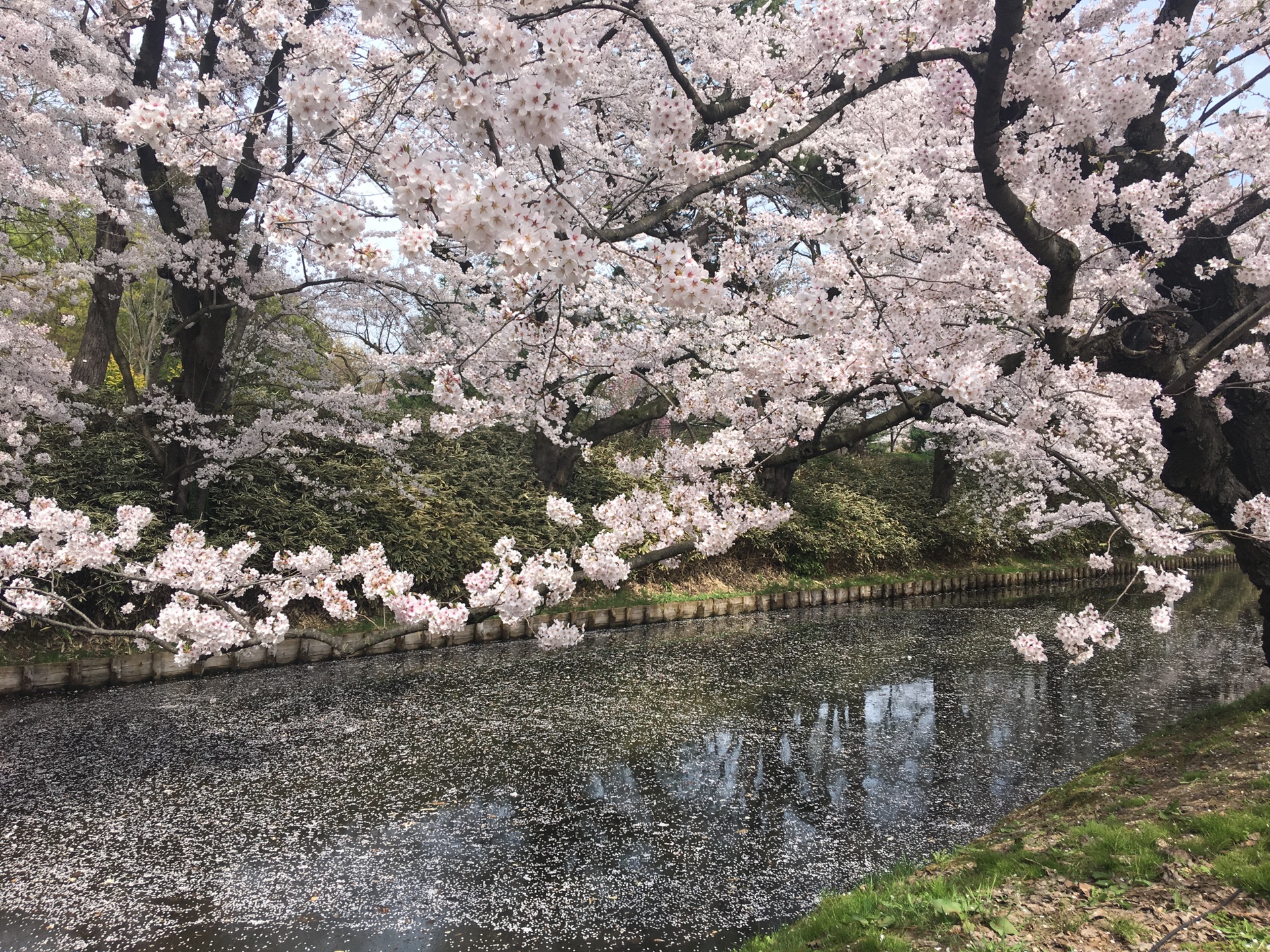 青森縣自助遊攻略