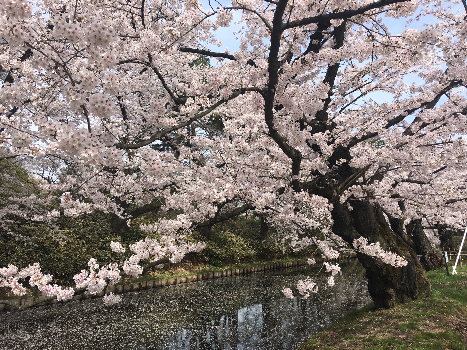 青森縣自助遊攻略