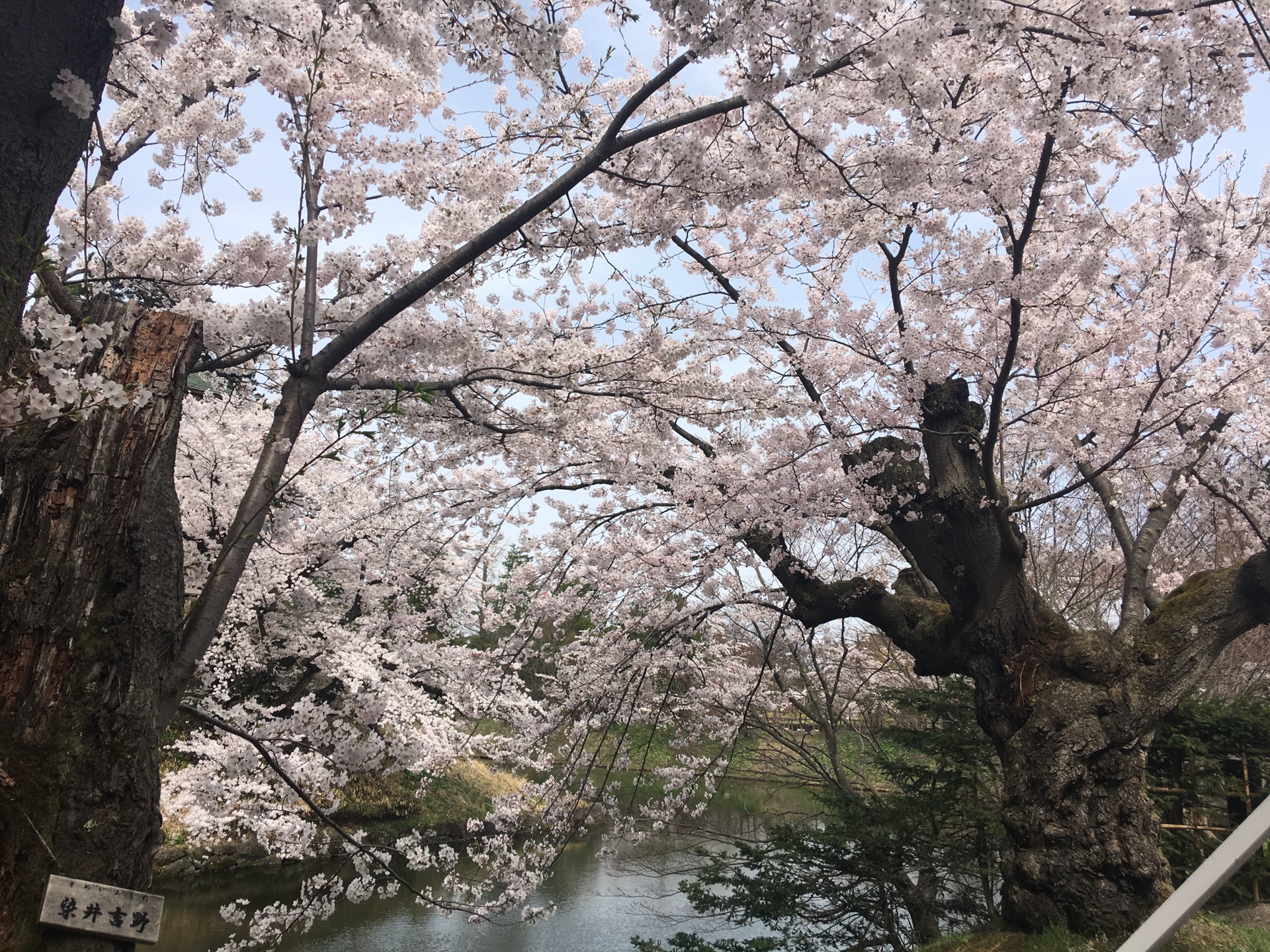 青森縣自助遊攻略