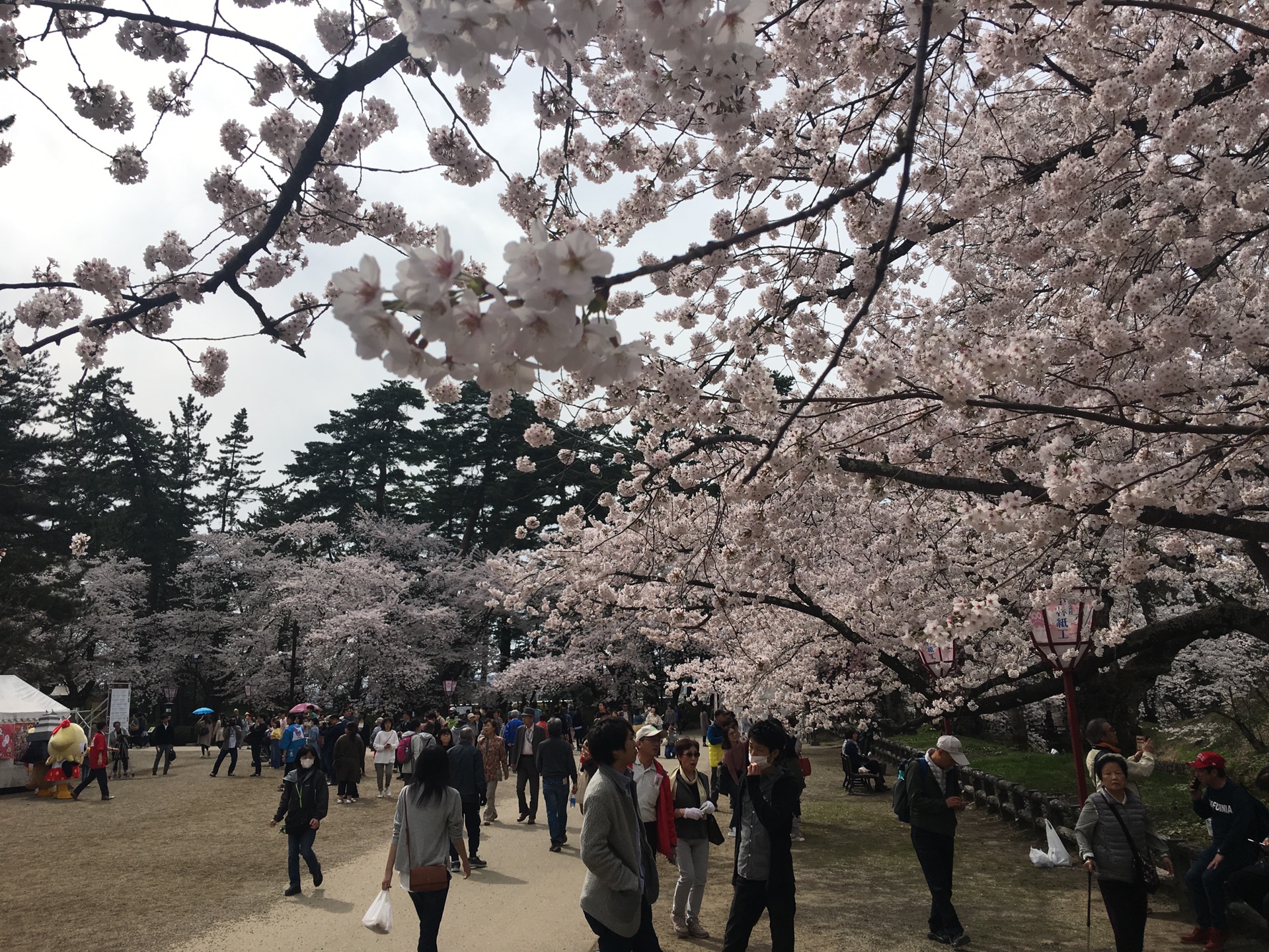 青森縣自助遊攻略