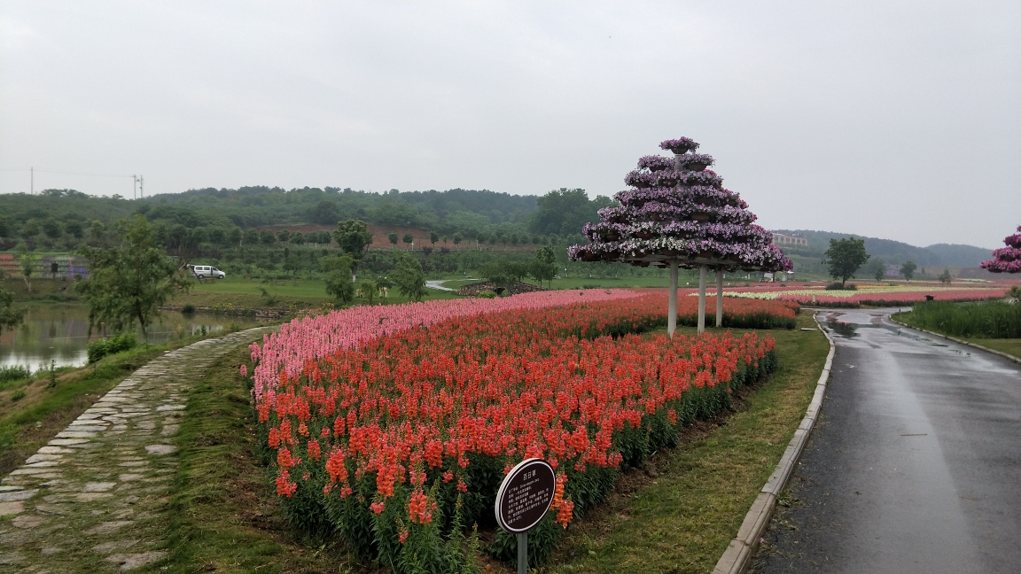 2019-4-28家鄉半日遊東方年華,枝江旅遊攻略 - 馬蜂窩