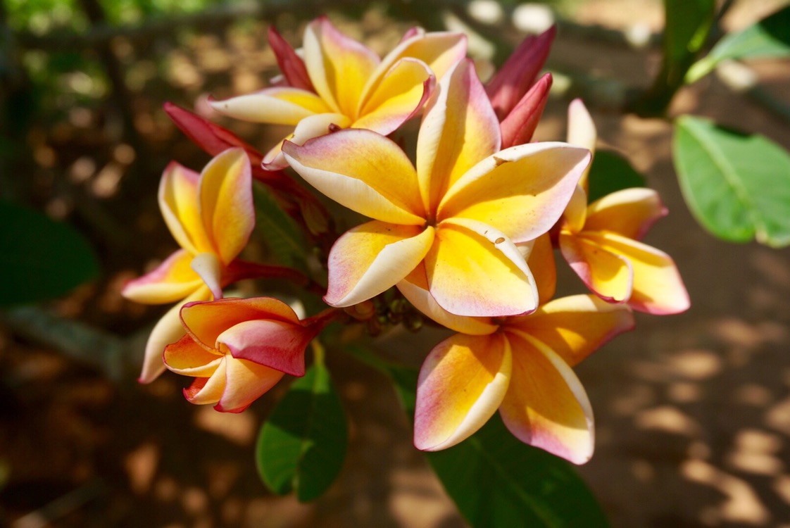 95泰北玫瑰95-- chiangmai,清迈旅游攻略 - 马蜂窝