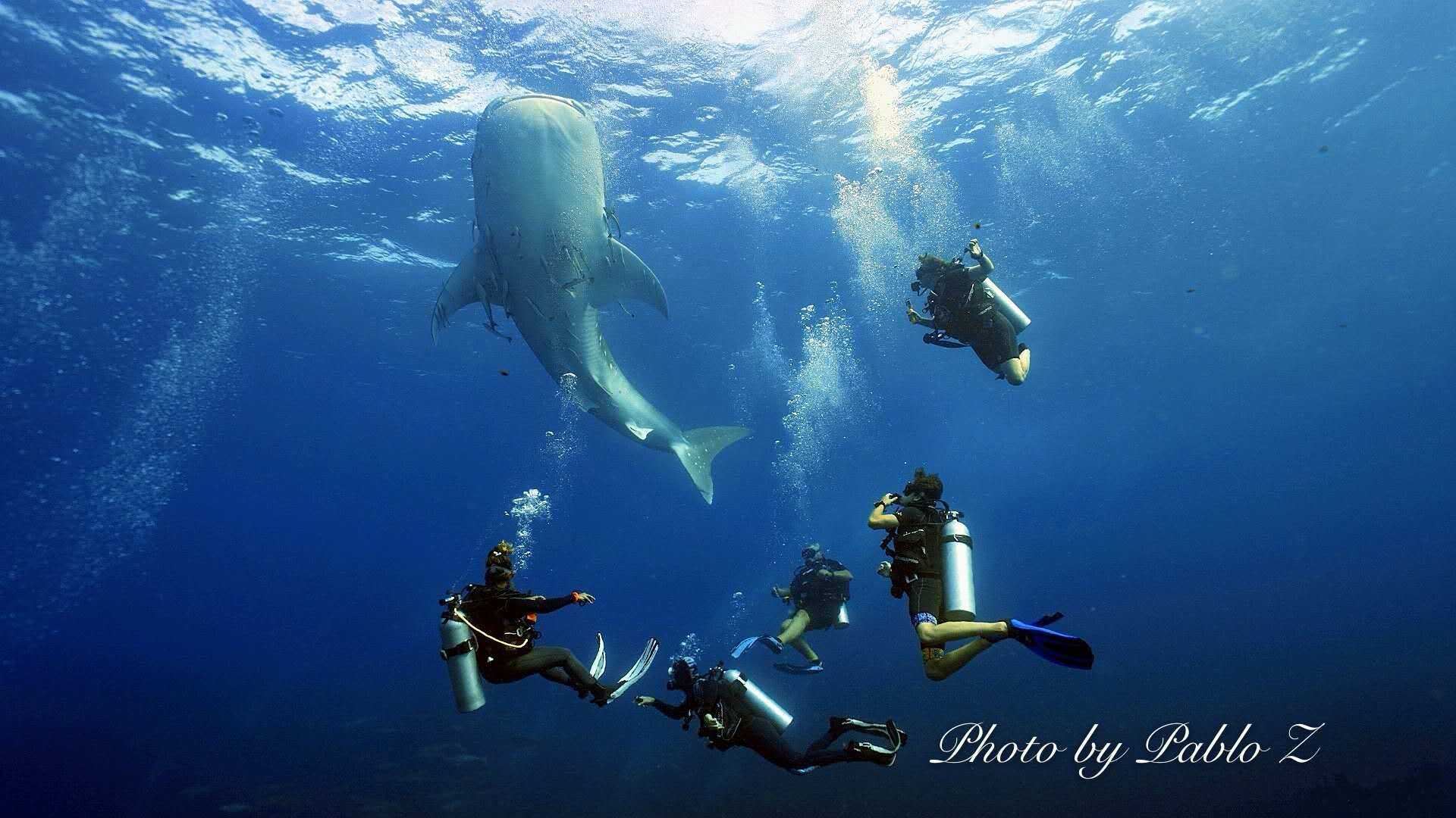 这个国家99的人没听说过中文网最详尽纽埃攻略