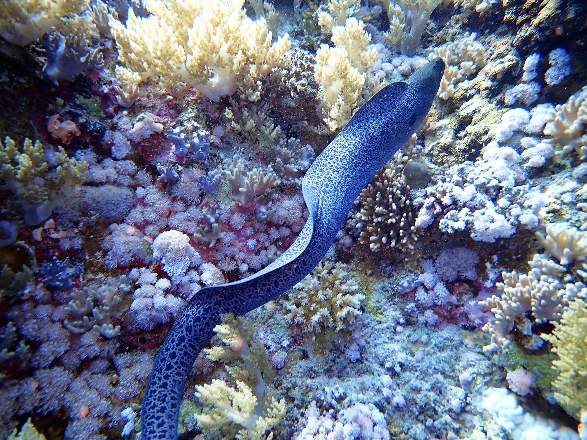 埃及---红海---第一次船宿,埃及旅游攻略 - 马蜂窝