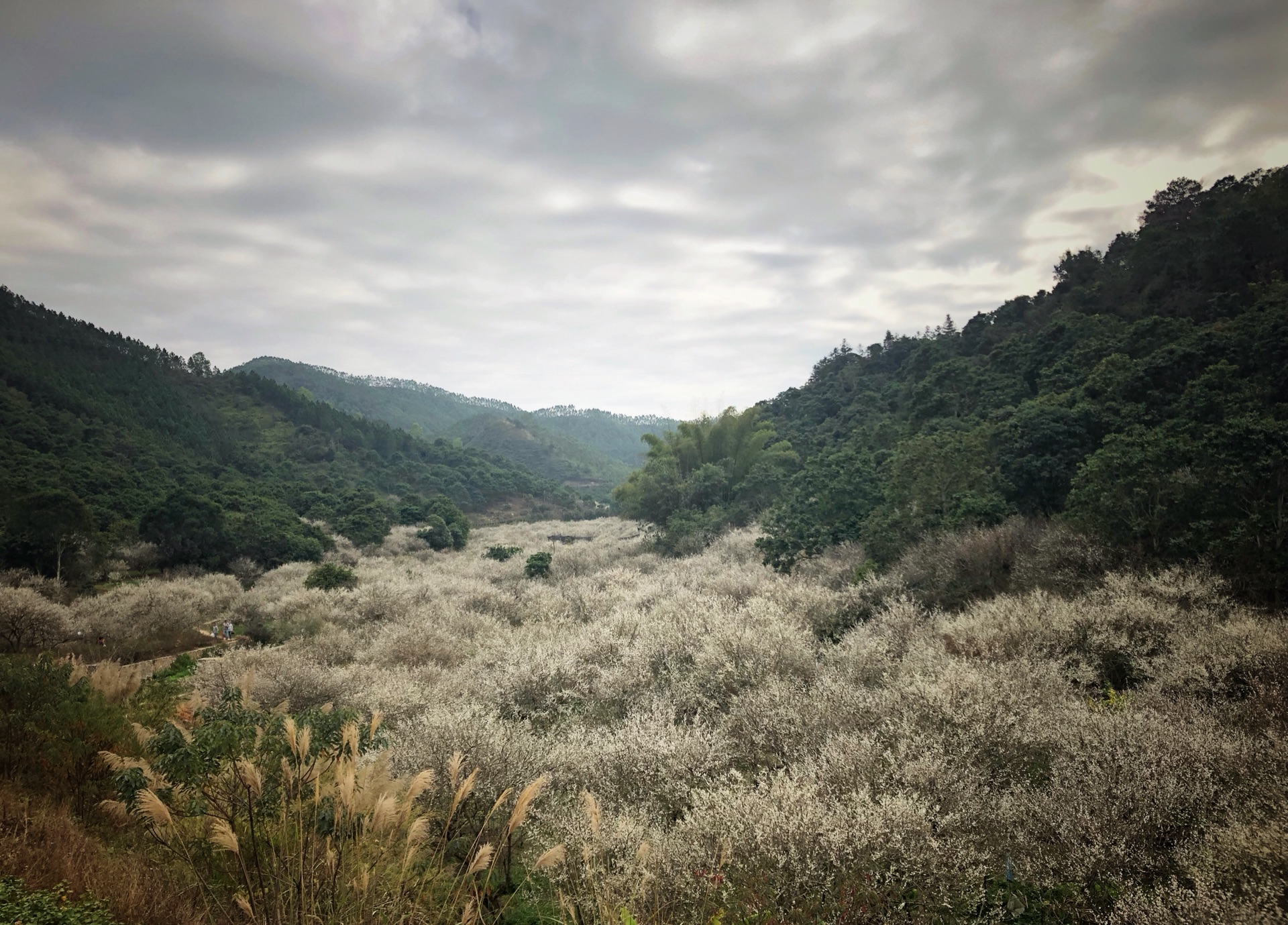 潮州周边游 梦里的梅林花香醉微醺—青竹径梅林记