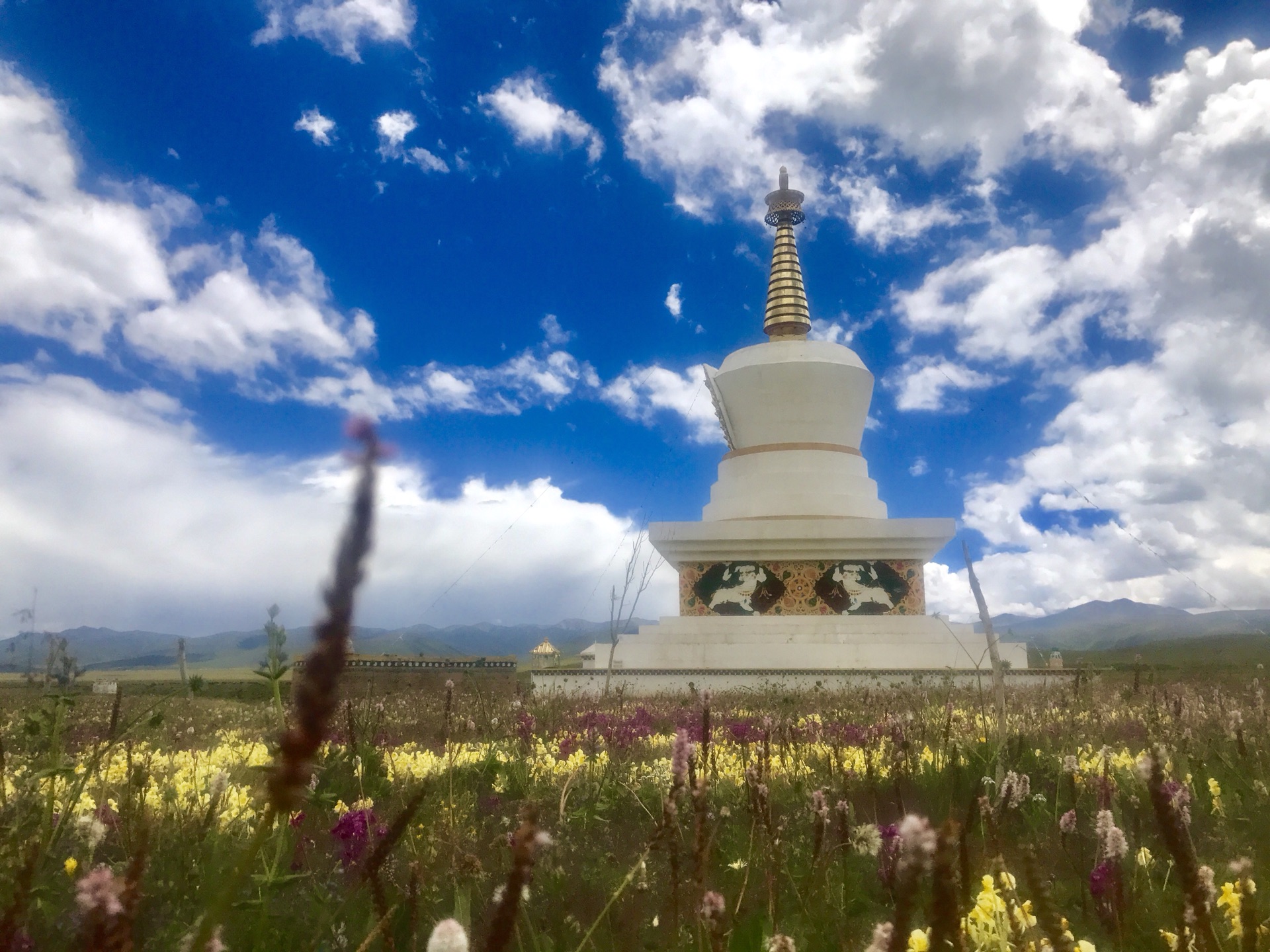 理塘牛奶海洛绒牛场洛绒牛场洛绒牛场稻城印象老砂锅理塘卡子拉山天路