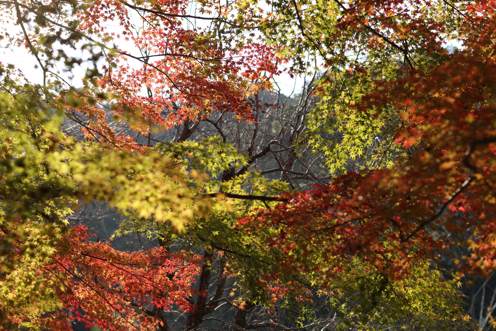 京都自助遊攻略