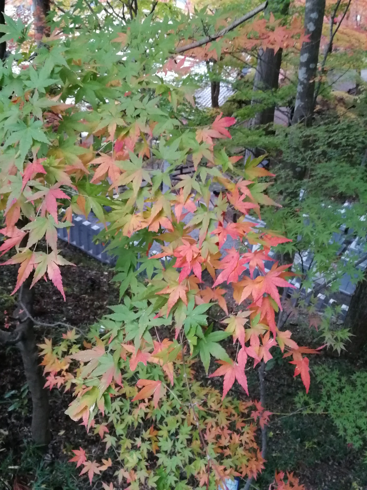 名古屋自助遊攻略